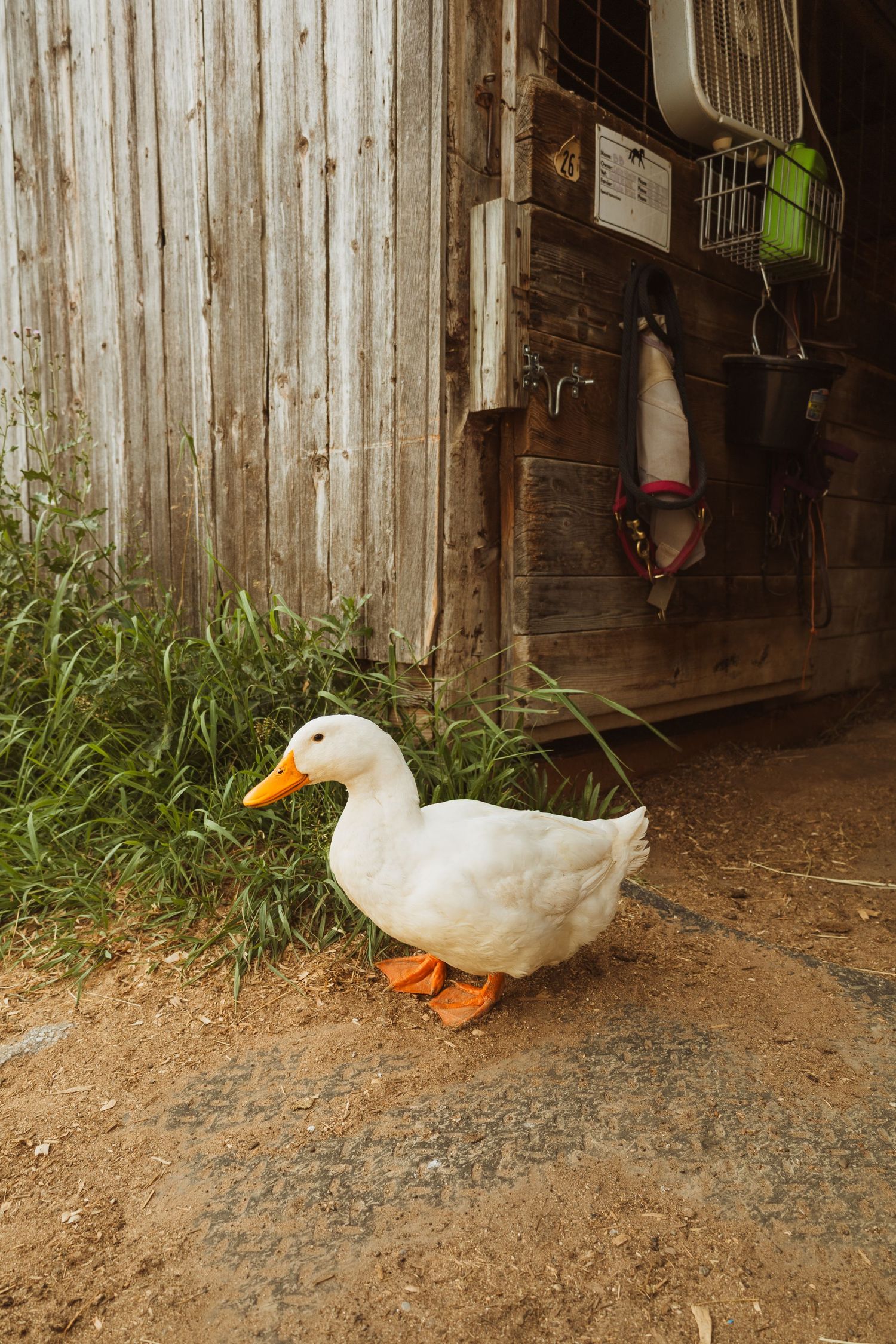 A white Pekin duck with an orange beak stands on dirt ground beside a rustic wooden barn surrounded by green grass.