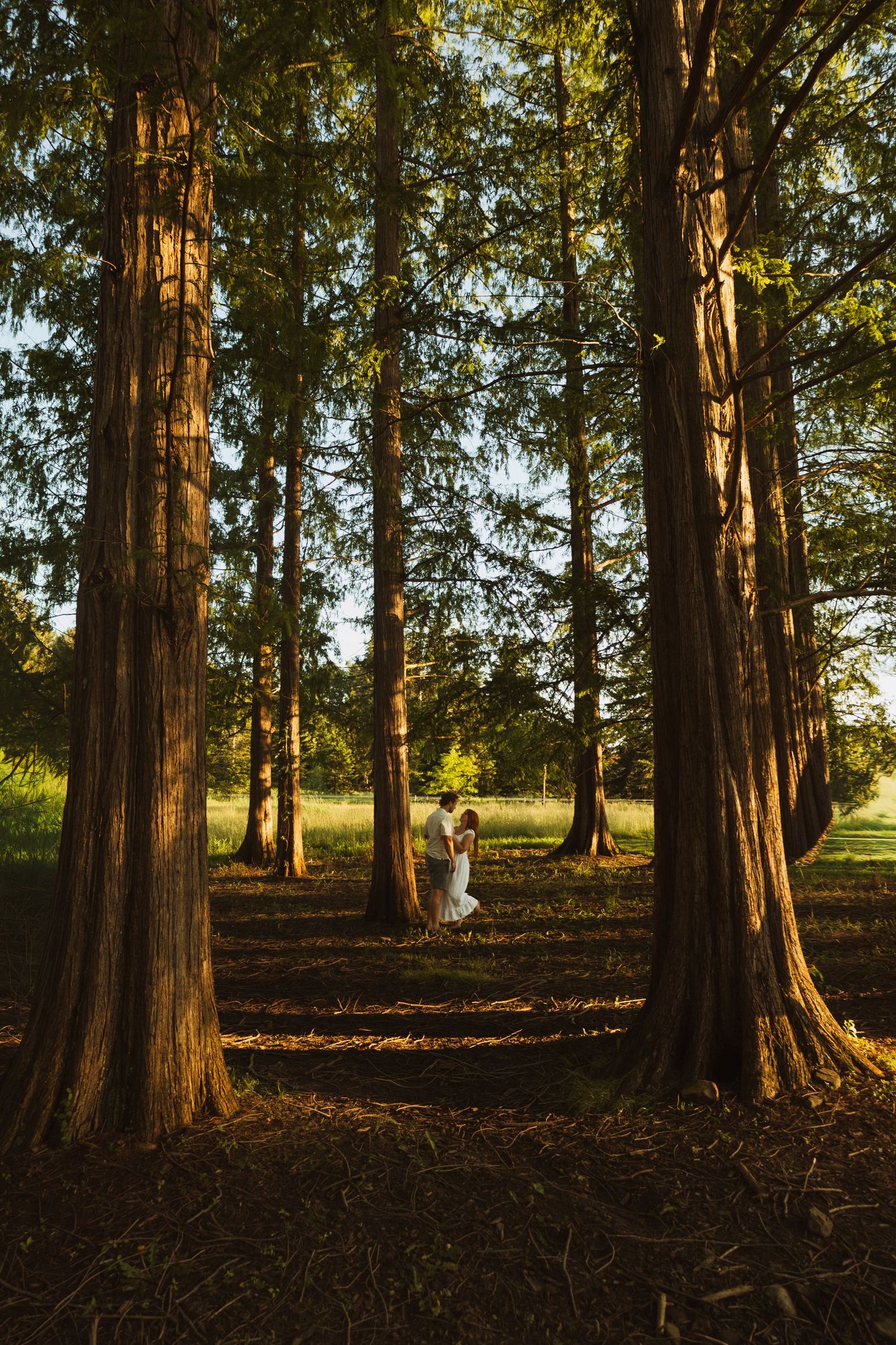 Couple embracing among tall redwood trees in golden hour light, surrounded by lush green forest and open meadow.