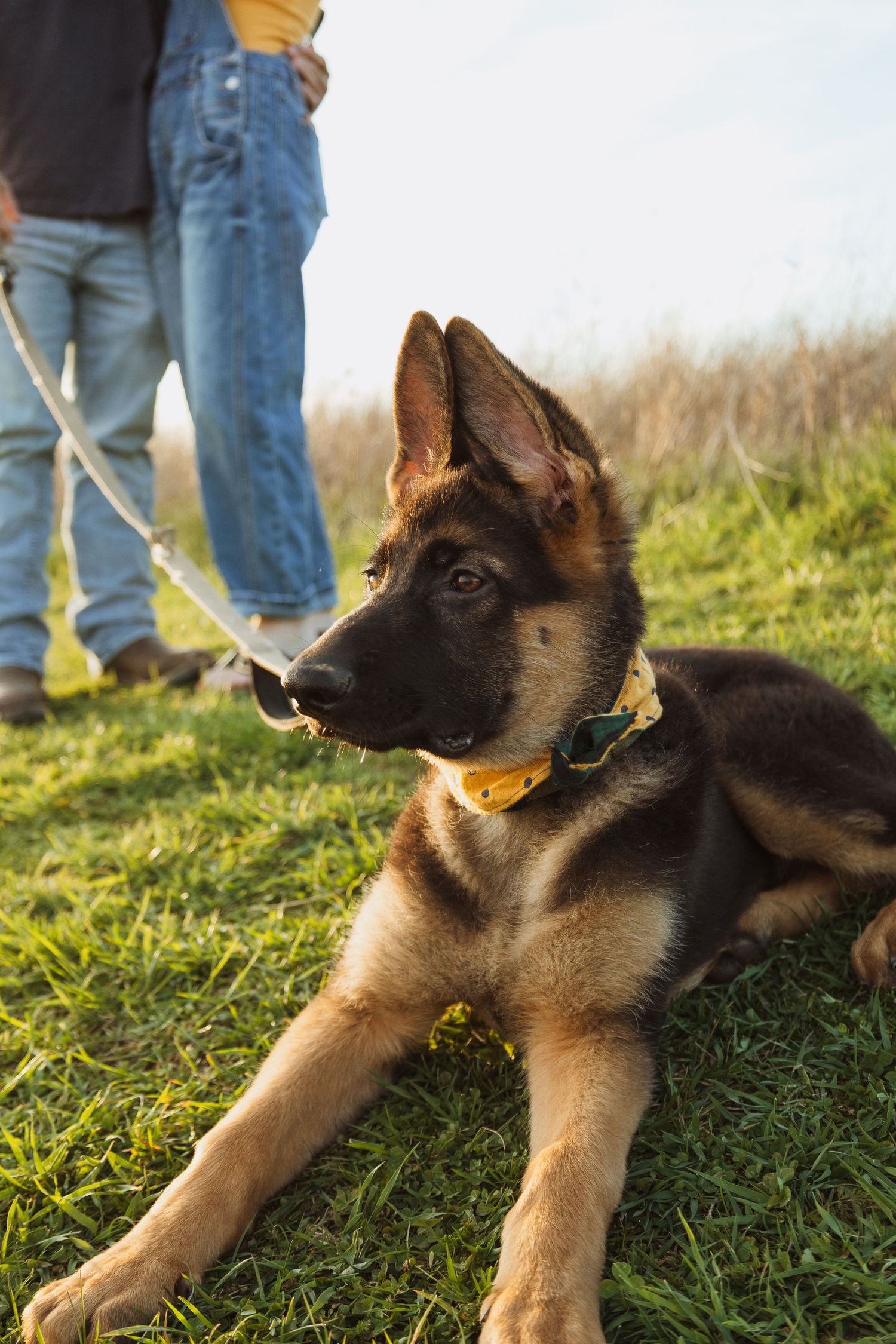 A young German Shepherd puppy with a yellow collar lies on green grass on a leash held by a person in jeans.