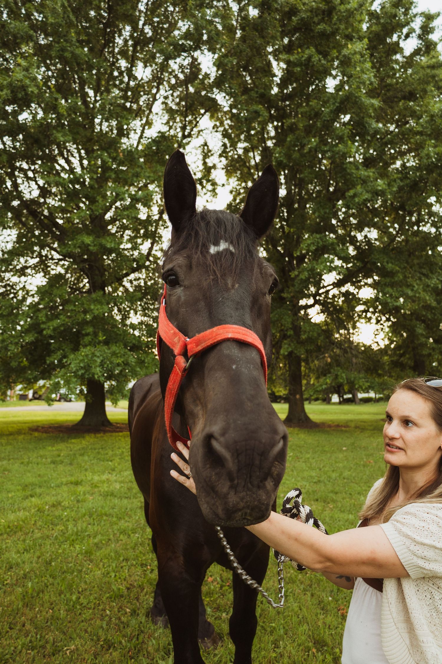 Woman in white dress gently petting a dark horse with red halter in a lush green park setting.
