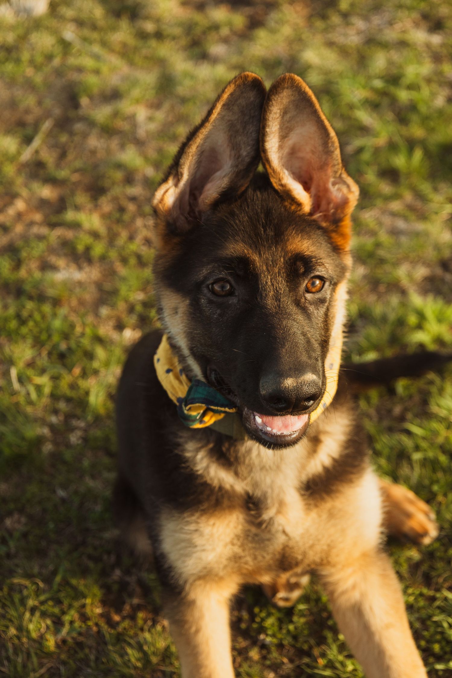 Adorable German Shepherd puppy with large ears sitting on grass, wearing a colorful bandana collar in warm sunlight.