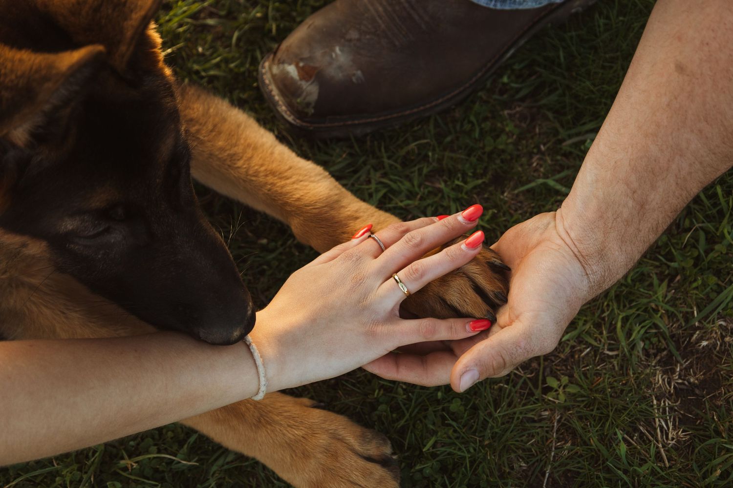A German Shepherd dog sniffs a couple's hands showing an engagement ring on green grass.