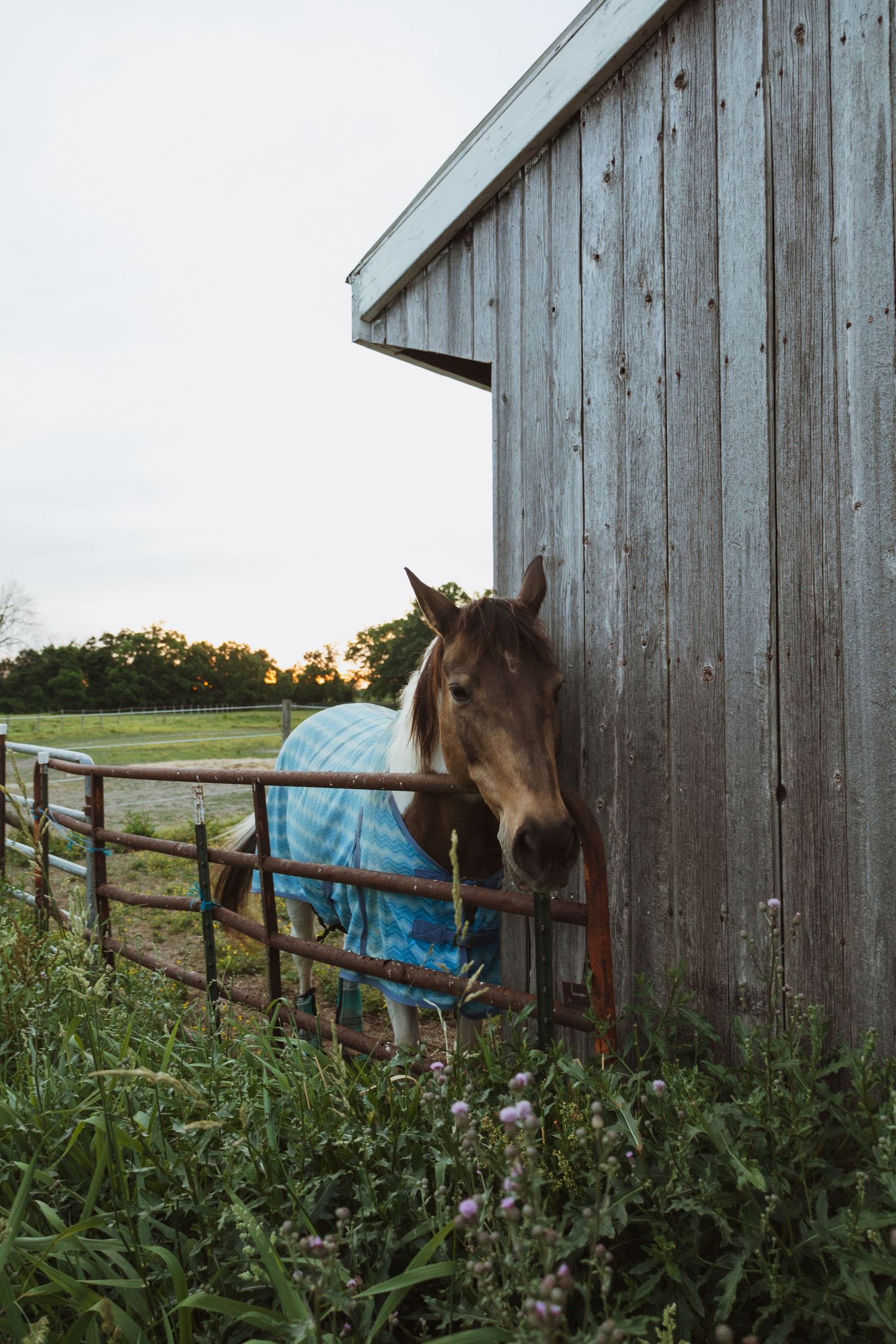 A brown horse wearing a blue blanket stands beside a rustic wooden barn behind a metal fence at sunset.