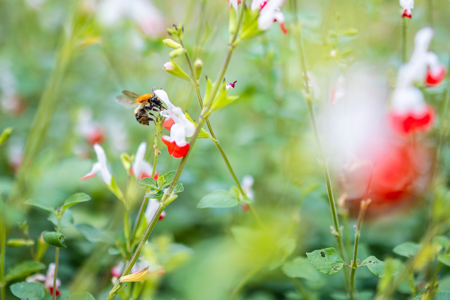 A honey bee pollinates a small white and red flower in a lush garden setting with soft bokeh background.