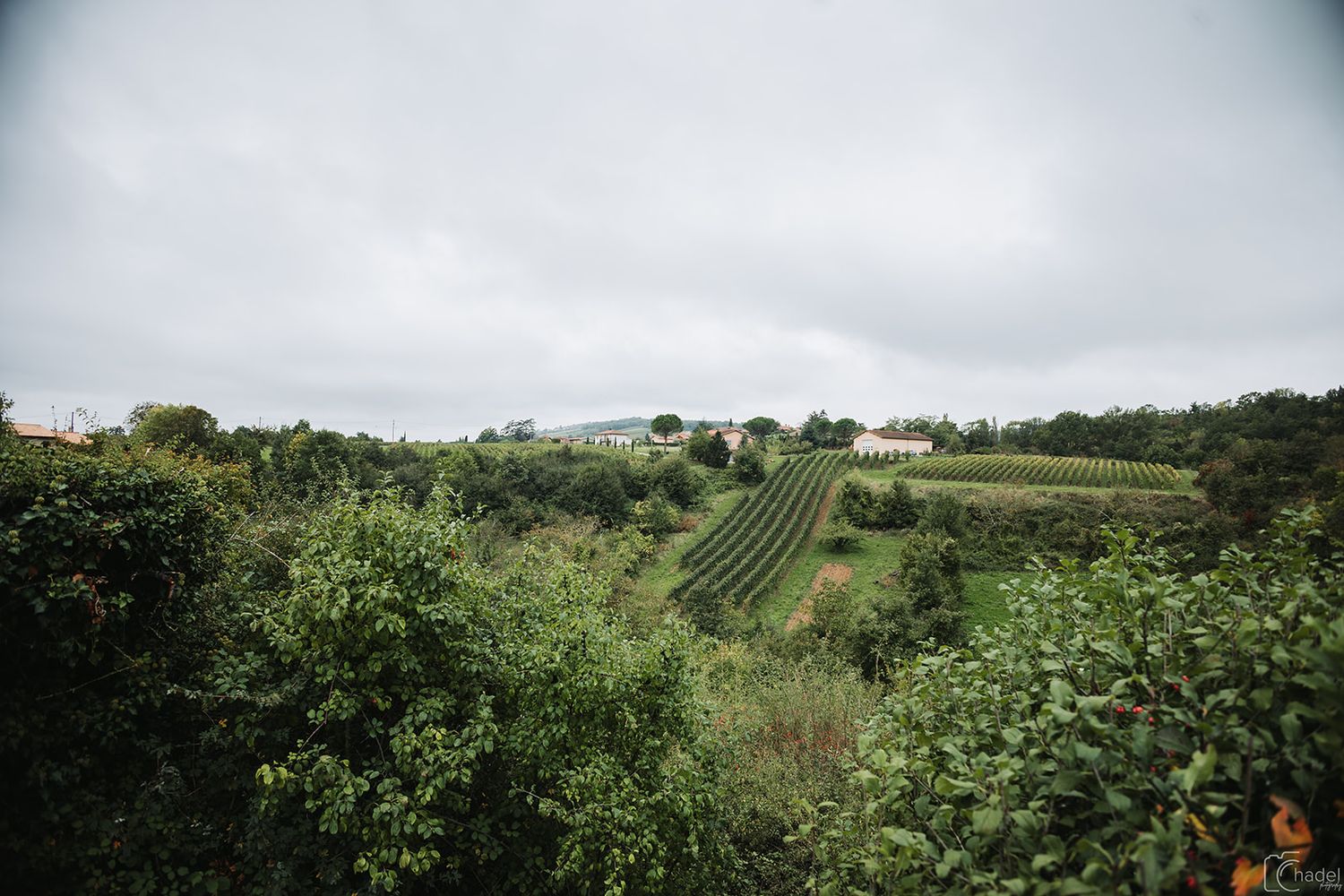 Scenic vineyard rows stretch across rolling green hills with lush vegetation and trees in the background.
