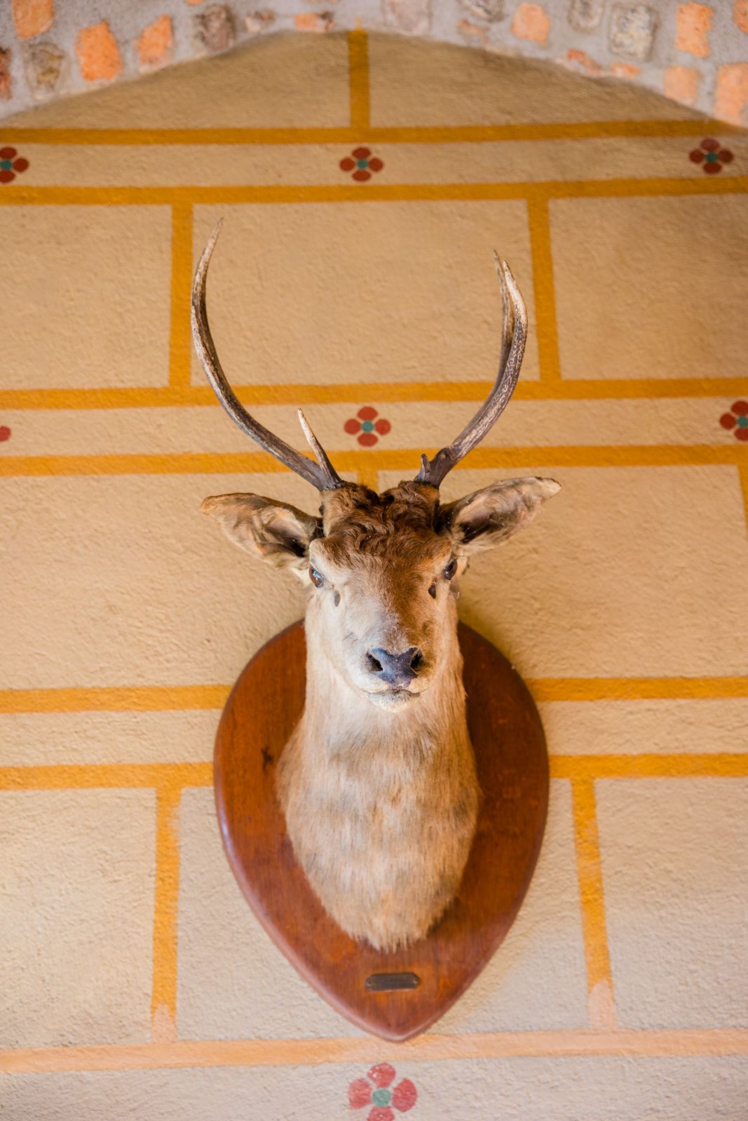 Mounted deer head trophy with antlers on decorative yellow and white tiled wall.