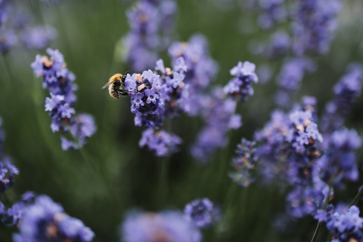 A busy bee collects pollen from delicate purple lavender flowers blooming in a summer garden.