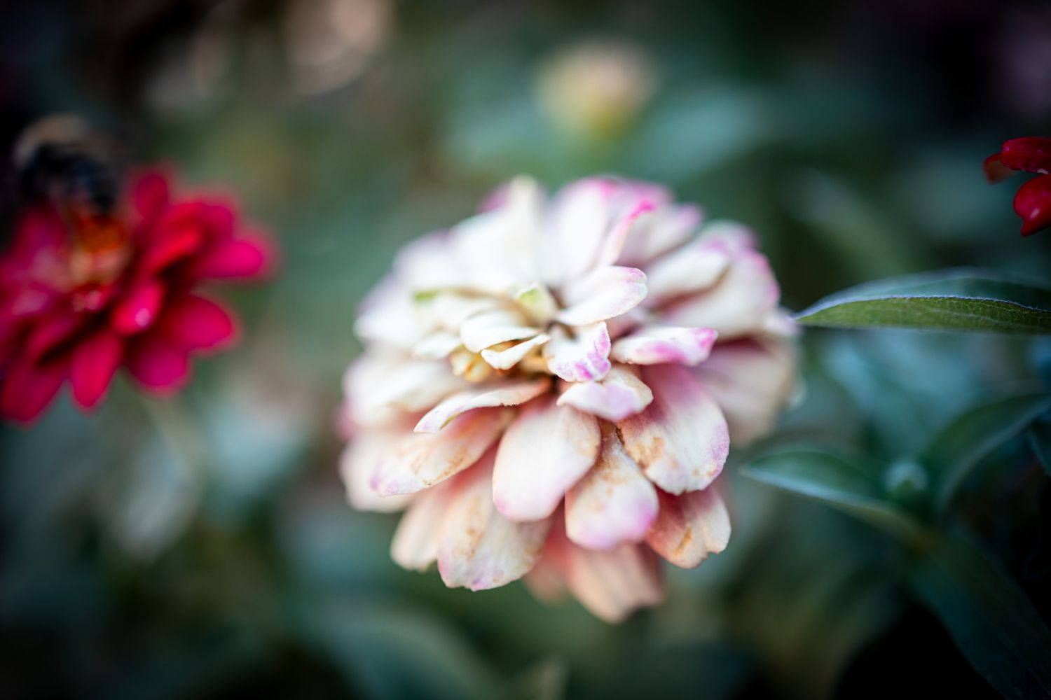 A soft pink zinnia flower with layered petals blooms in a garden with blurred green background and red accents.