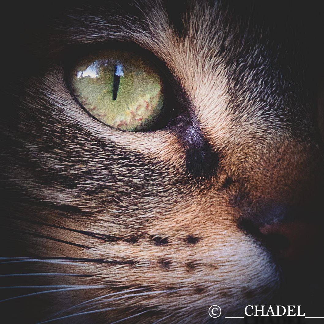 oeil chat macro
