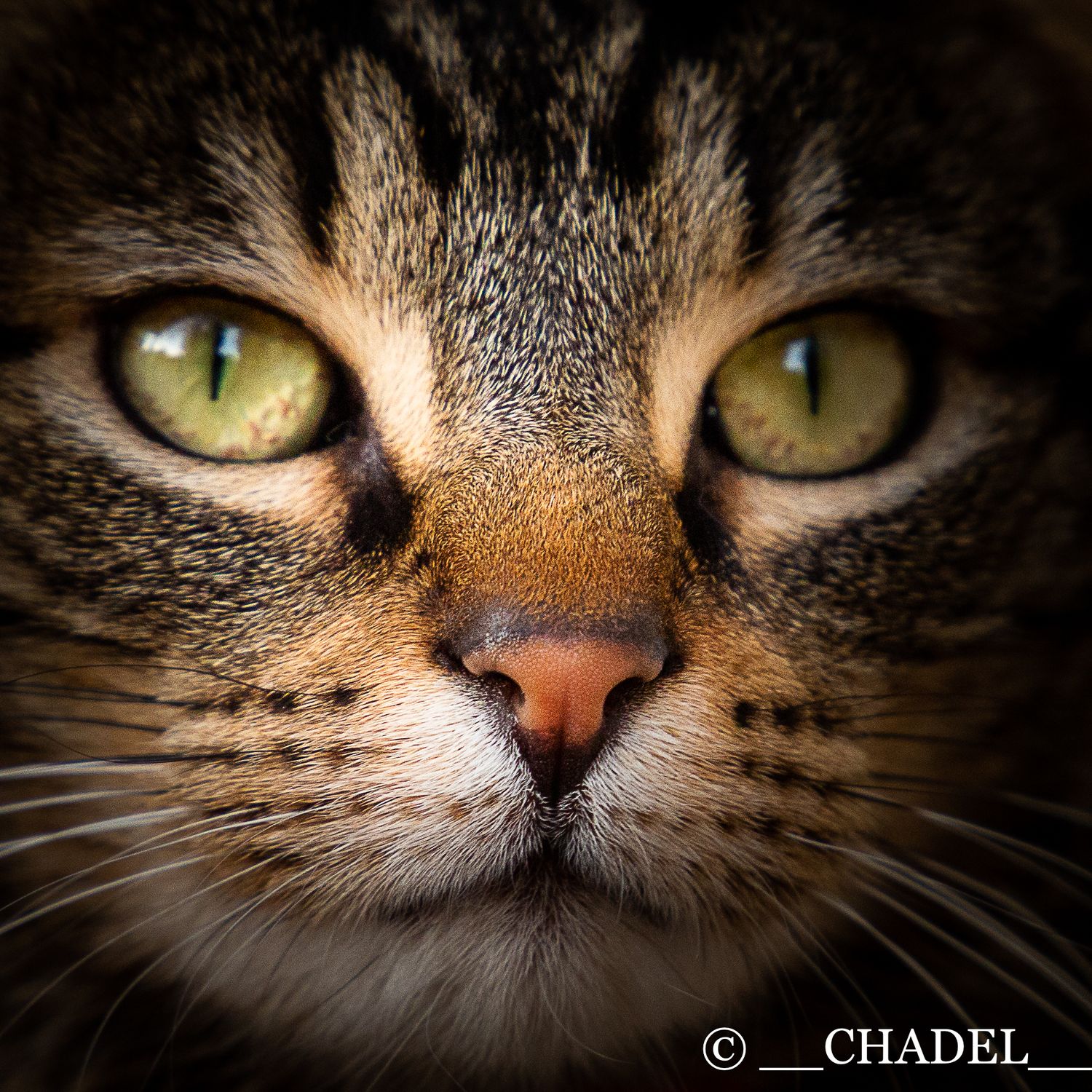 oeil chat macro