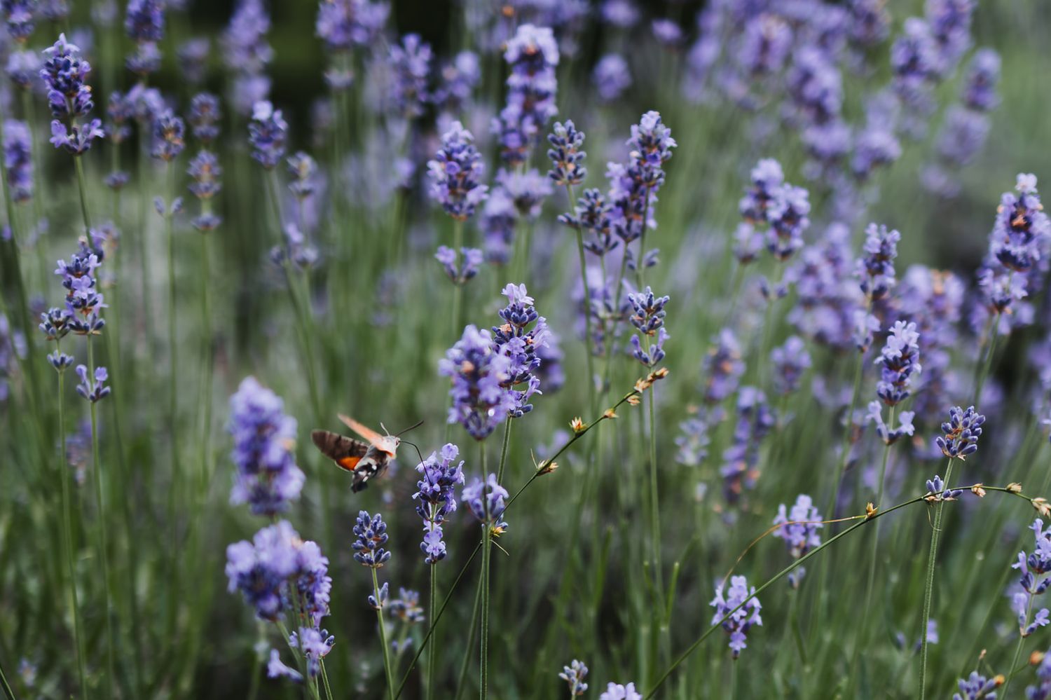 Purple lavender flowers sway in a summer garden with a bee collecting nectar from the fragrant blooms.