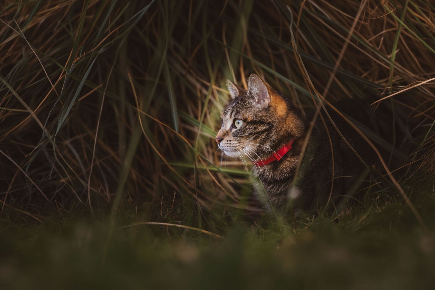 Chat qui se cache dans la végétation