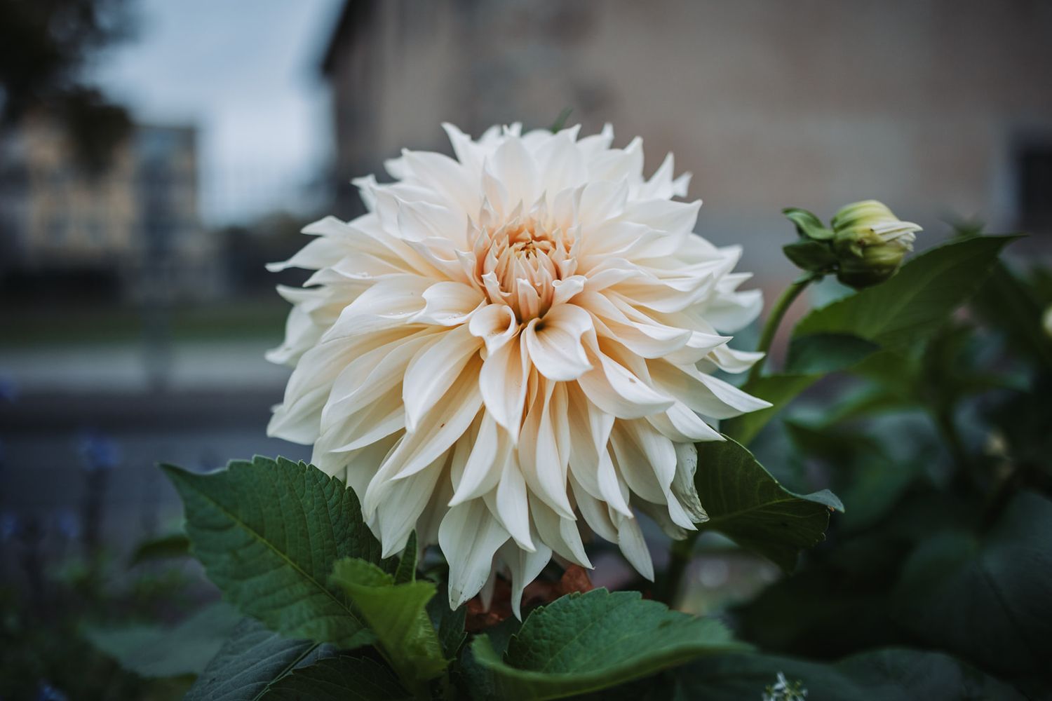 A peach-colored dahlia flower blooms in a garden with dark green leaves and blurred background.