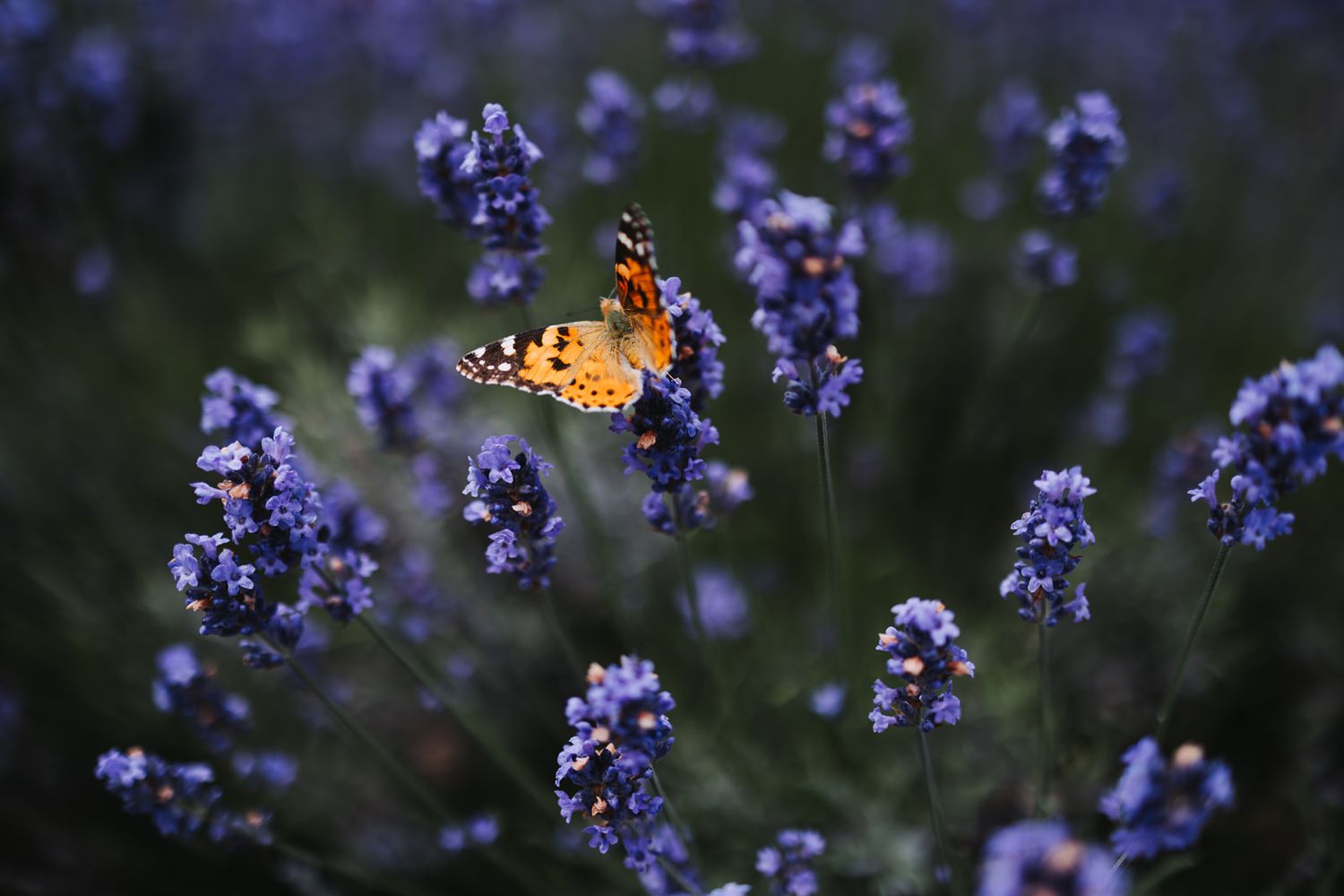 A monarch butterfly perches delicately on vibrant purple lavender flowers in a summer garden.