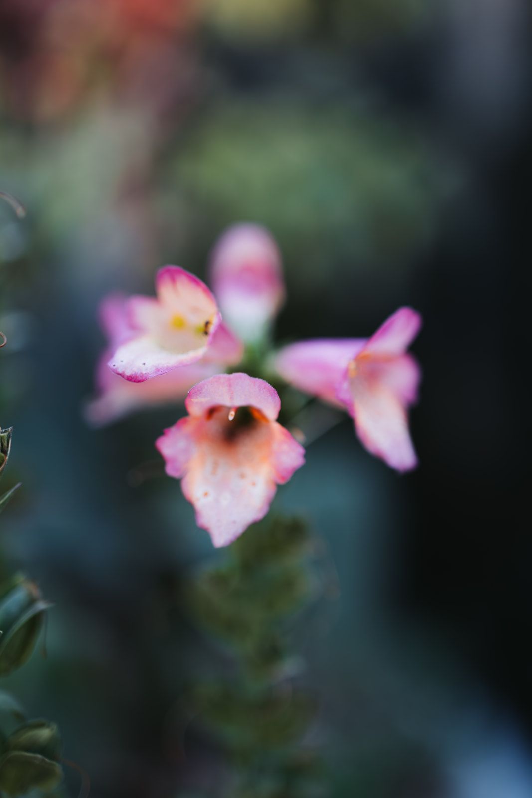Delicate pink orchid flowers bloom with soft petals against a blurred natural background.