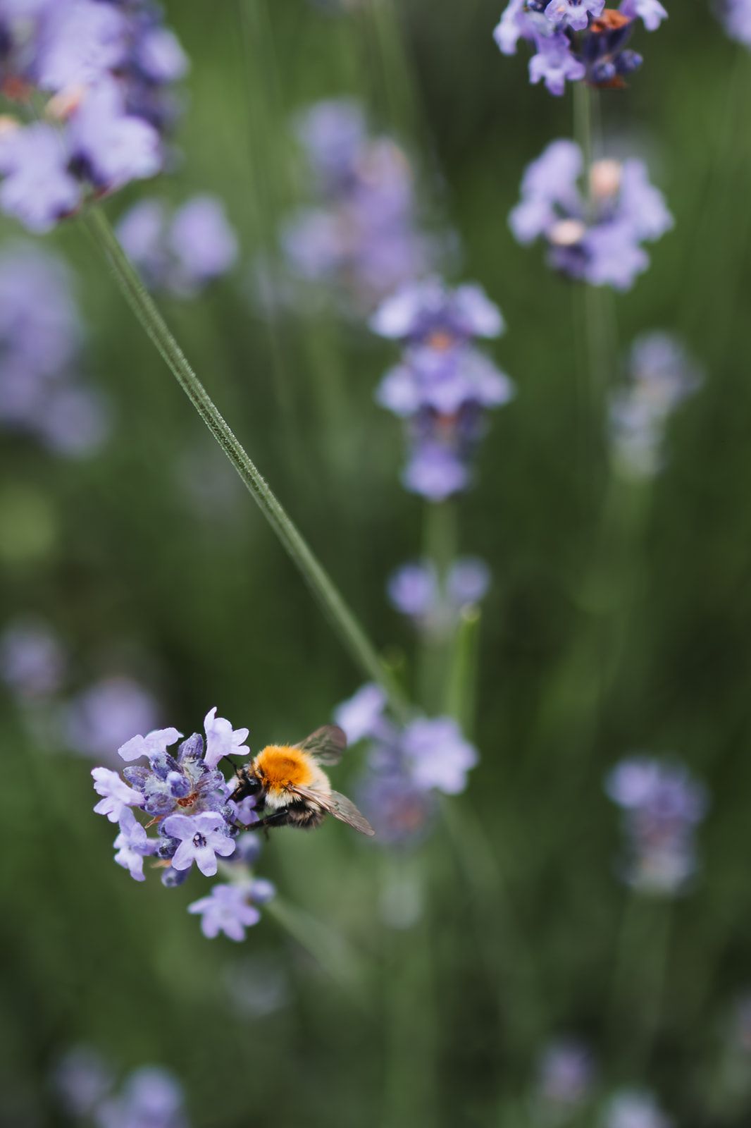 A fuzzy orange bumblebee pollinates delicate purple lavender flowers against a soft green blurred background.