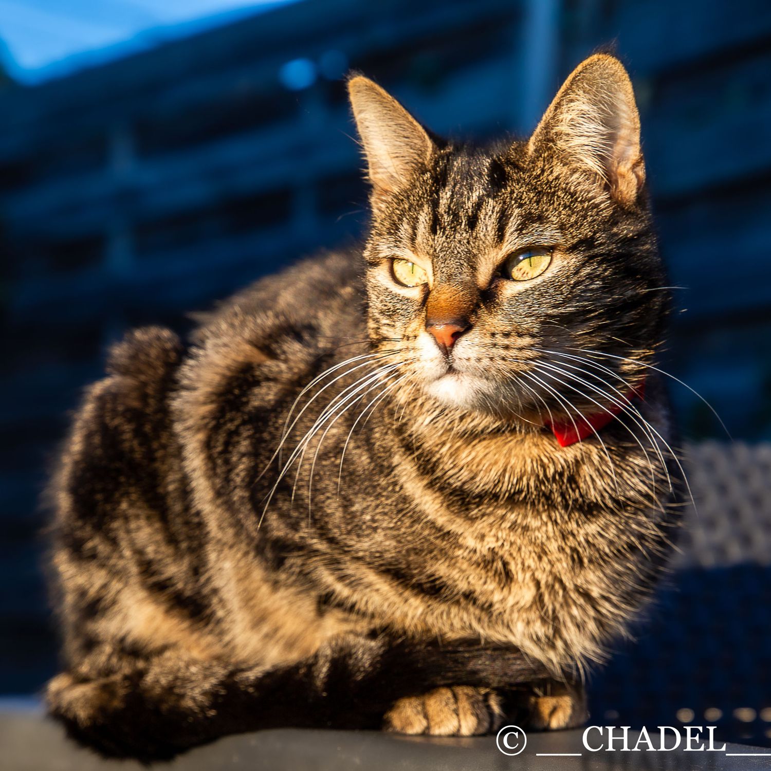portait chat collier rouge