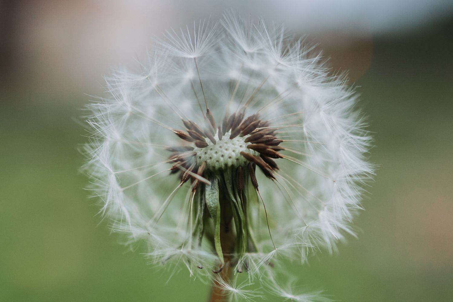 Close-up sequence of dandelion seed heads with delicate white fluffy seeds against a blurred natural background.