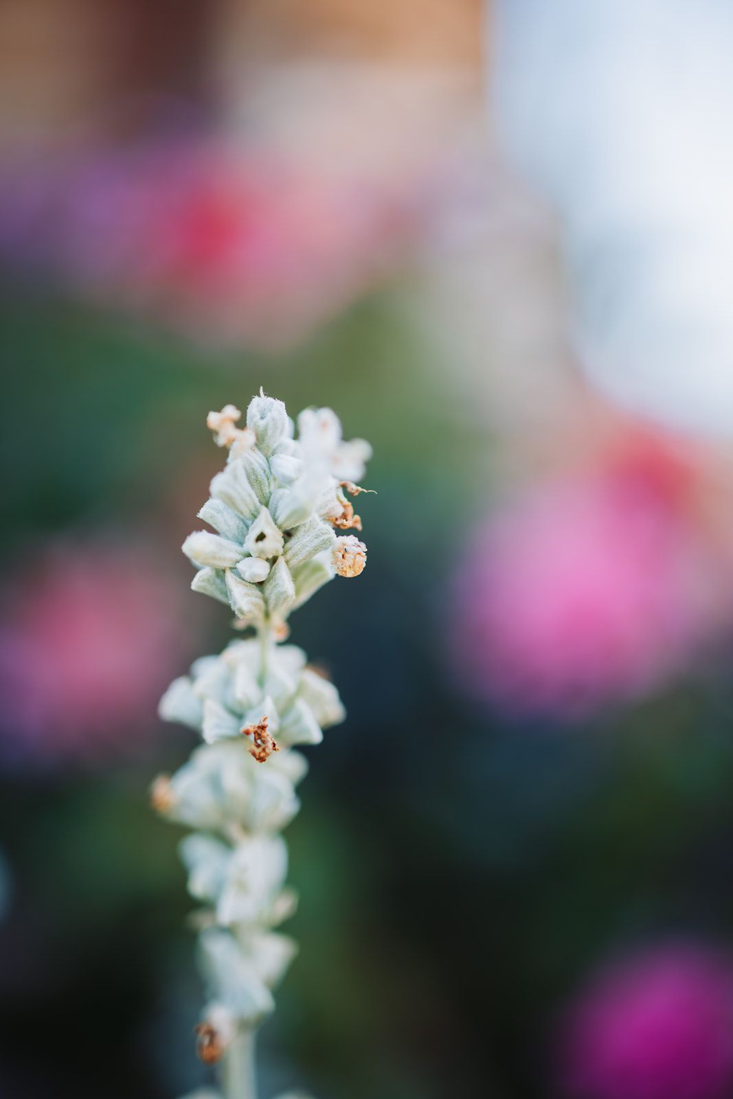 Delicate white orchid flowers blooming in sequence against a soft pink and green blurred background.