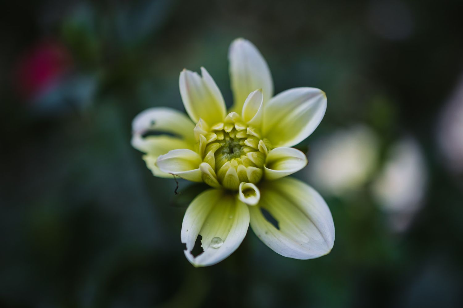 A white and yellow hellebore flower blooms in soft focus against a dark background.