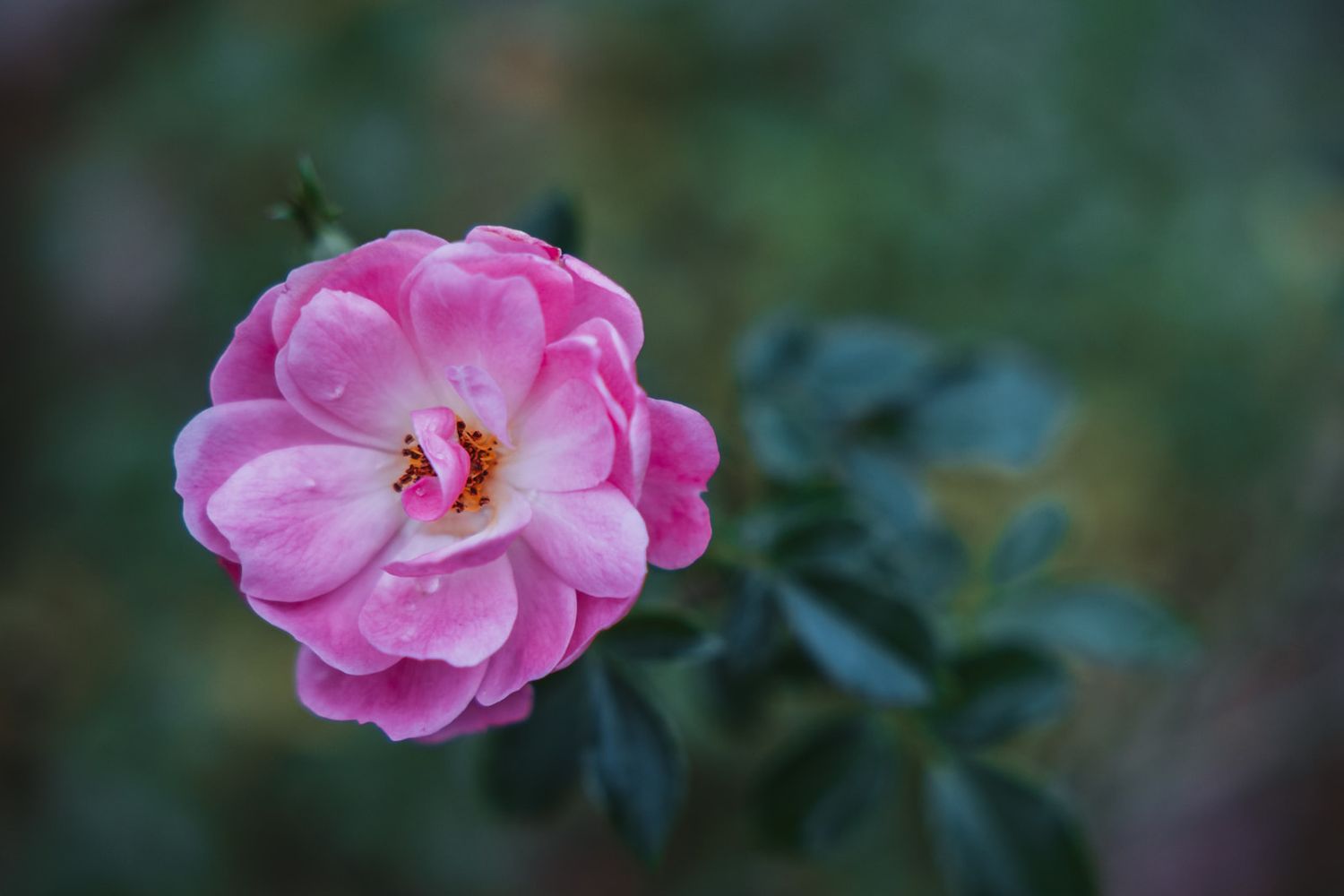 A close-up view of pink camellia flowers blooming against dark green foliage in a garden setting.
