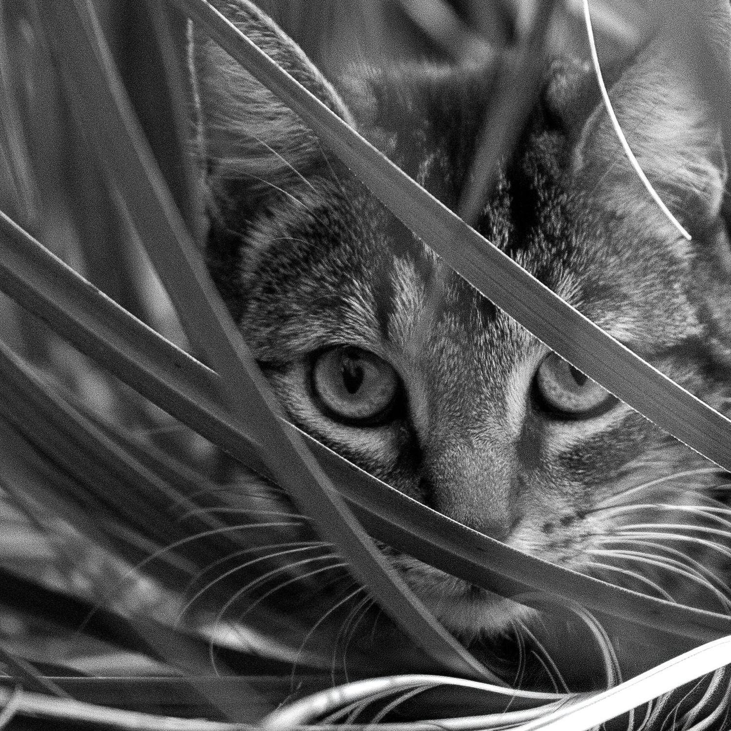 Chat qui se cache dans la végétation