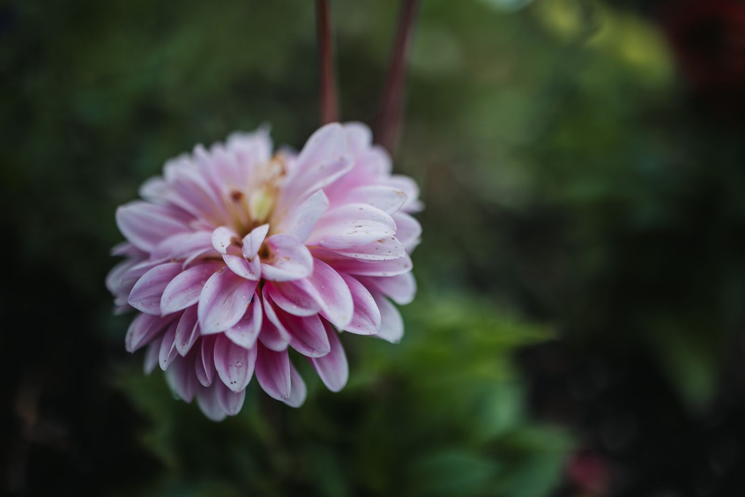 Pink dahlia flowers with delicate petals bloom in a lush garden setting against a dark background.