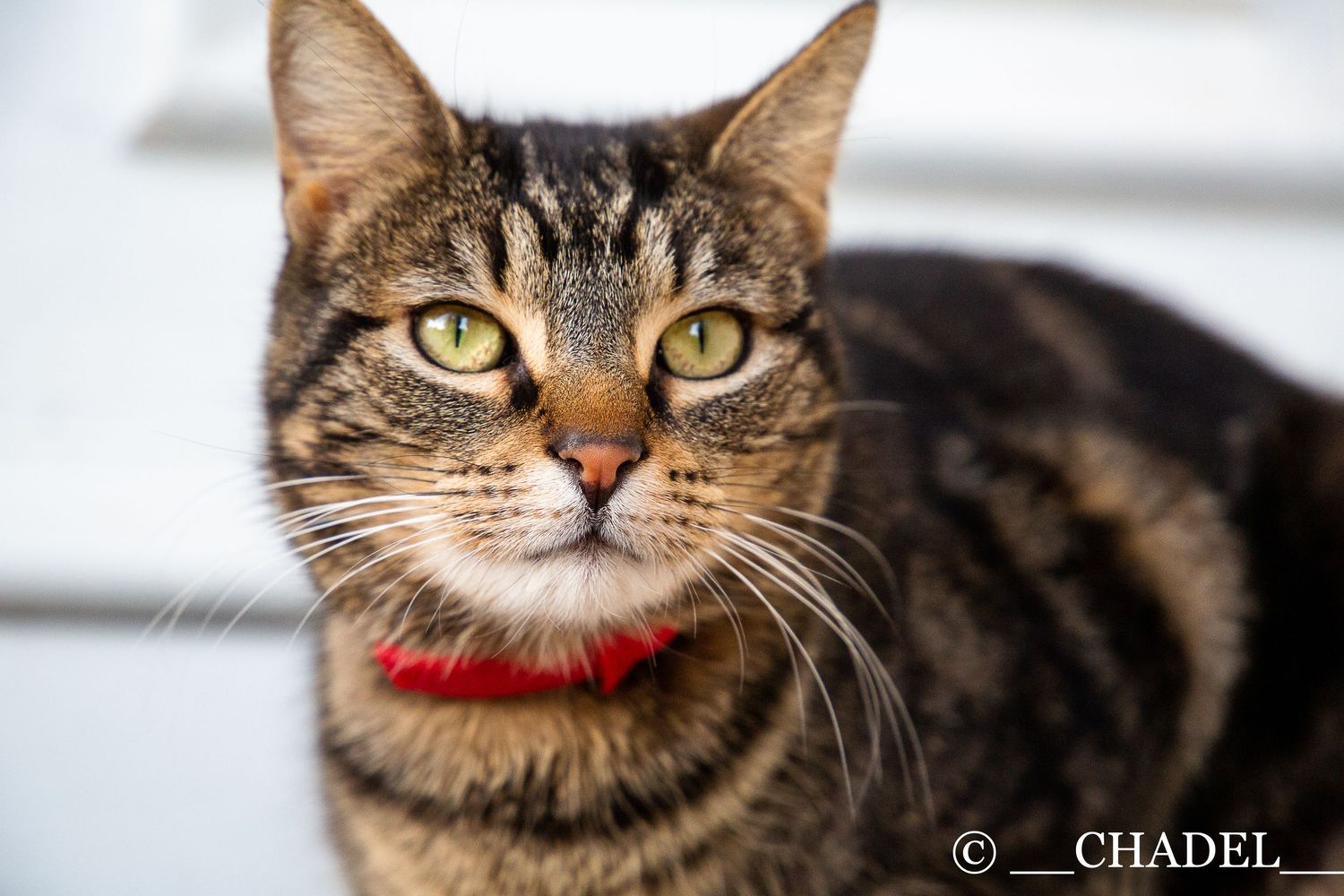 portait chat collier rouge