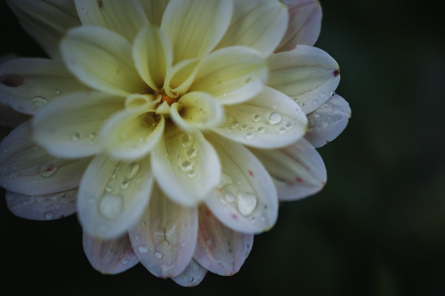 Series of cream-colored dahlia blooms with water droplets on petals shown in different angles against dark background.