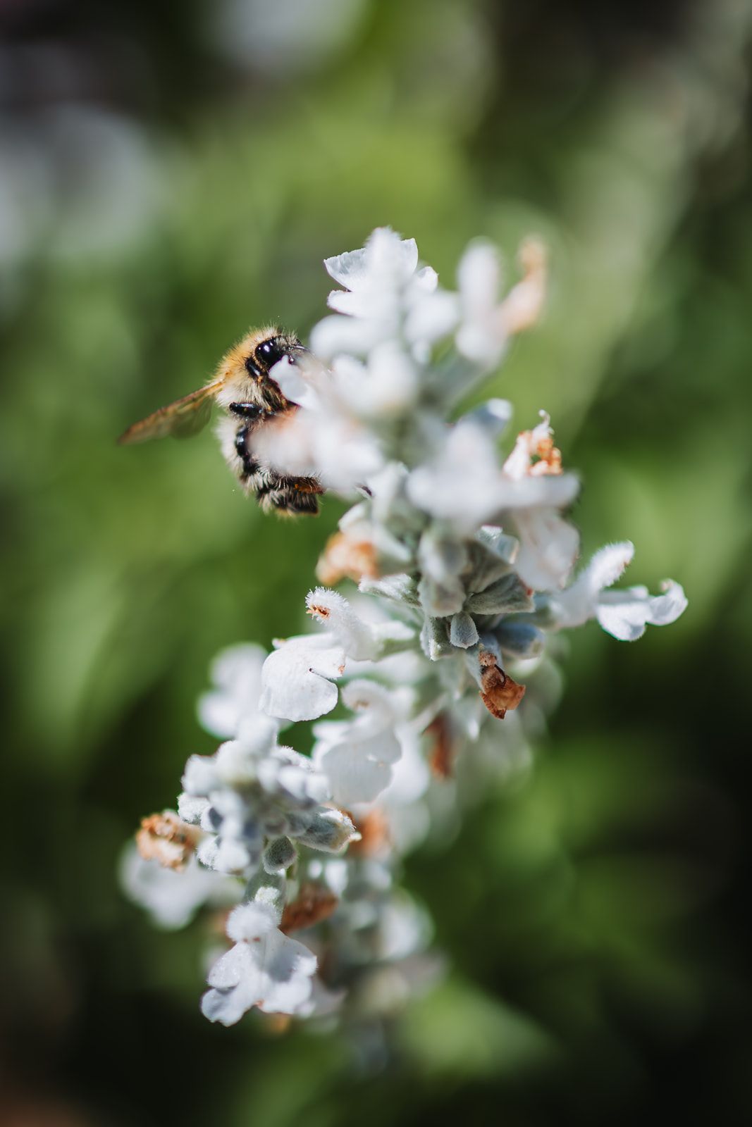 A honey bee collecting nectar from delicate white flowers against a blurred green background.
