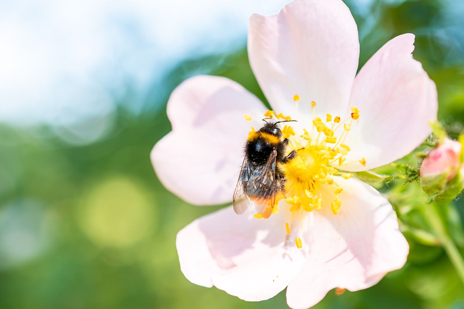A fuzzy bumblebee collects pollen from a delicate pink wild rose blossom against a soft green bokeh background.