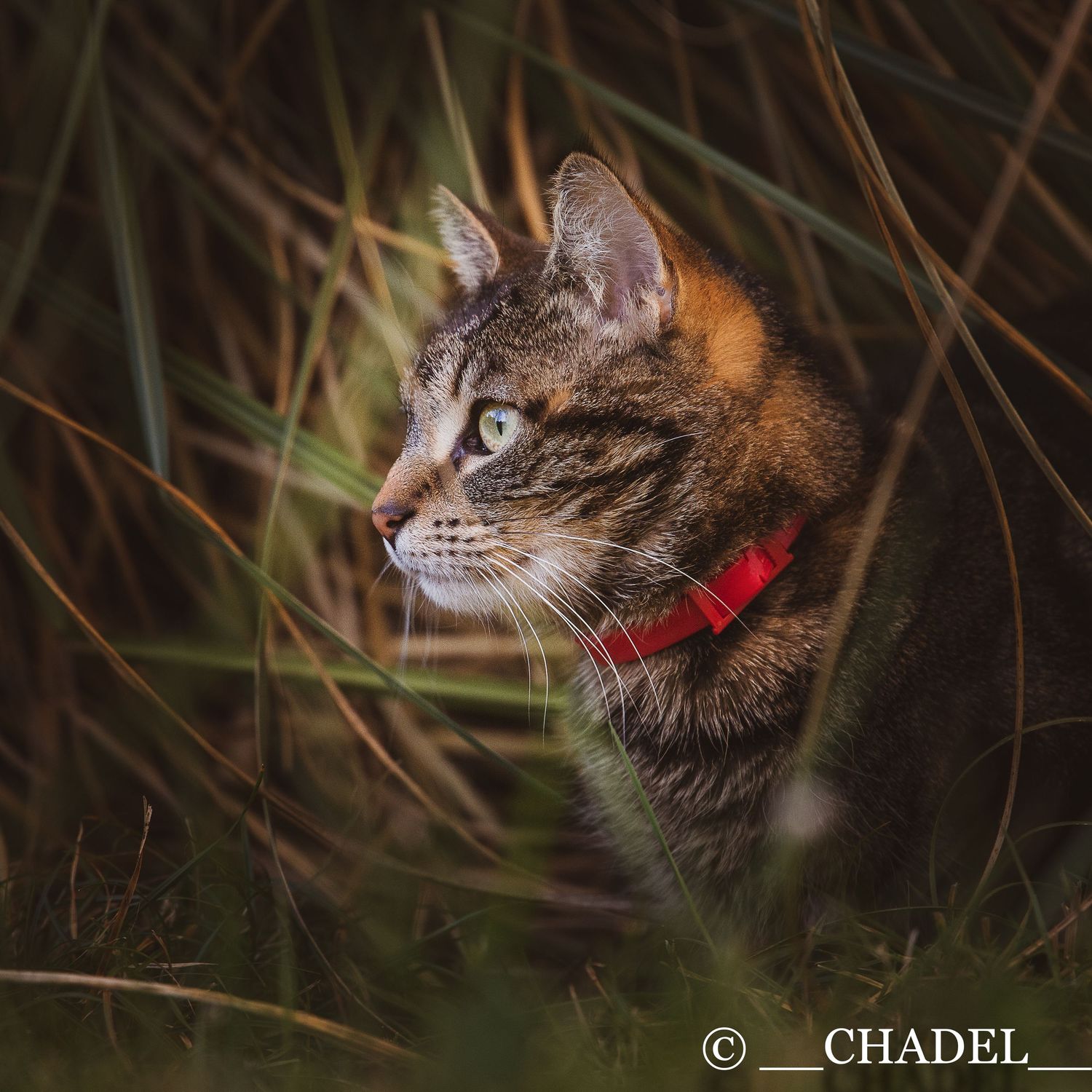 portait chat collier rouge