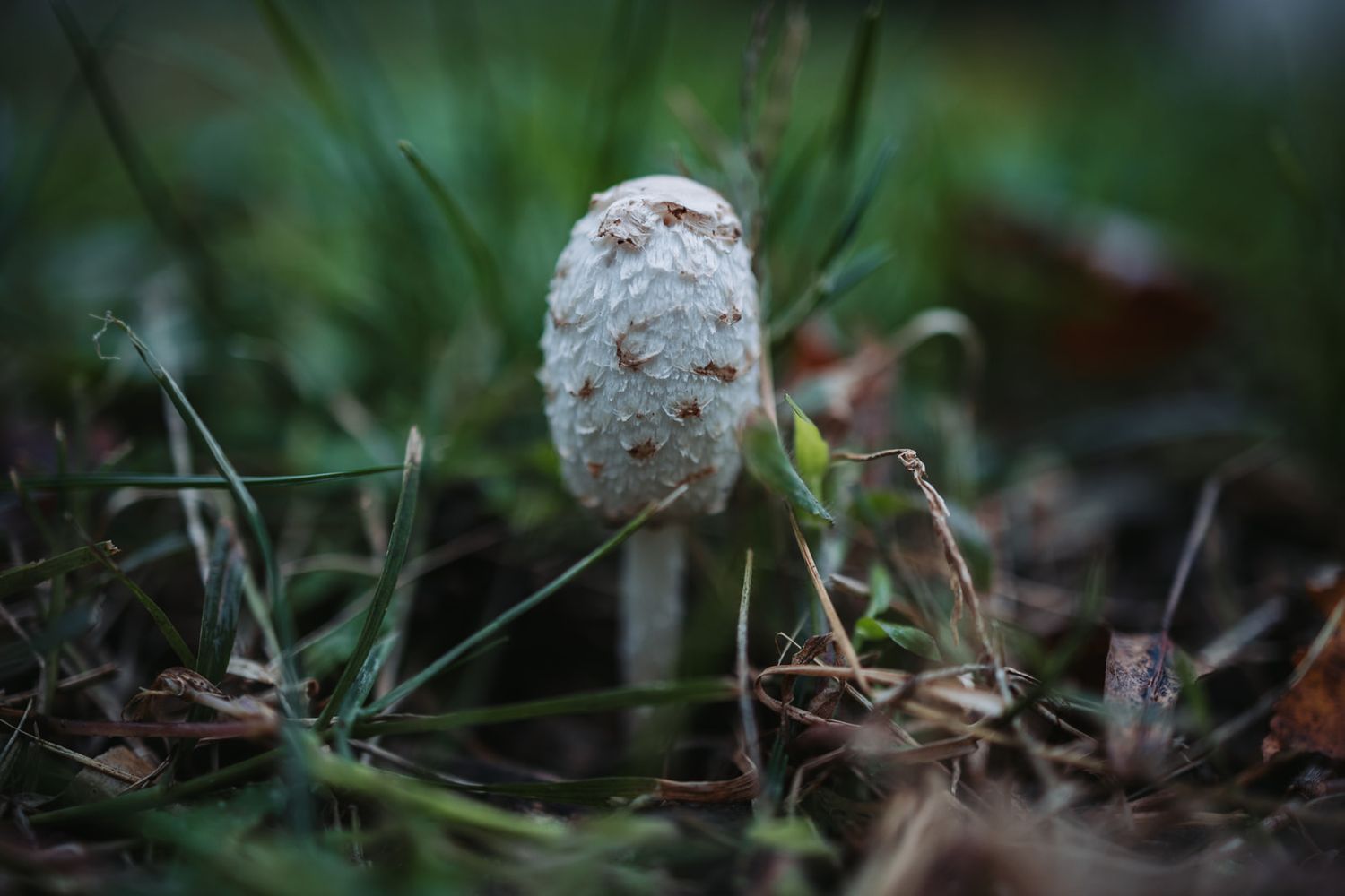 A small white mushroom emerges from the grass in a macro nature photograph with shallow depth of field.