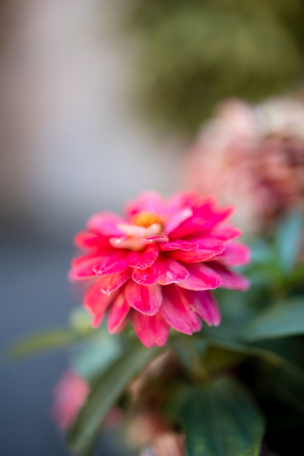 A vibrant pink zinnia flower in full bloom with soft bokeh background.