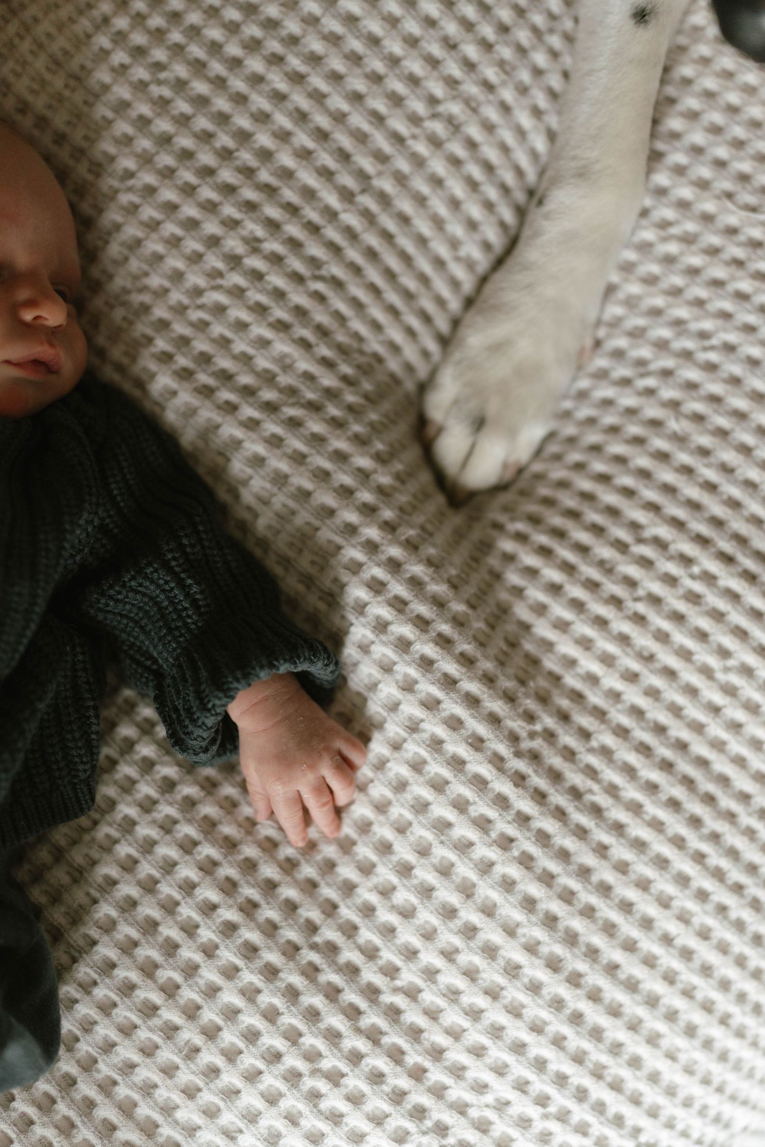 Close-up sequence of small hands and paws on a textured white blanket.