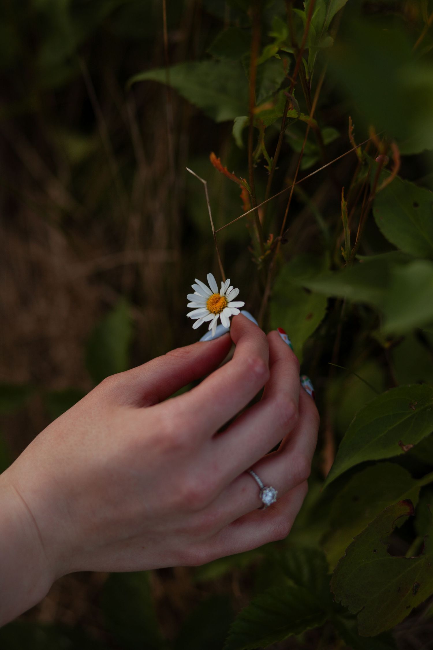 Close-up of hands gently holding a delicate white daisy flower.