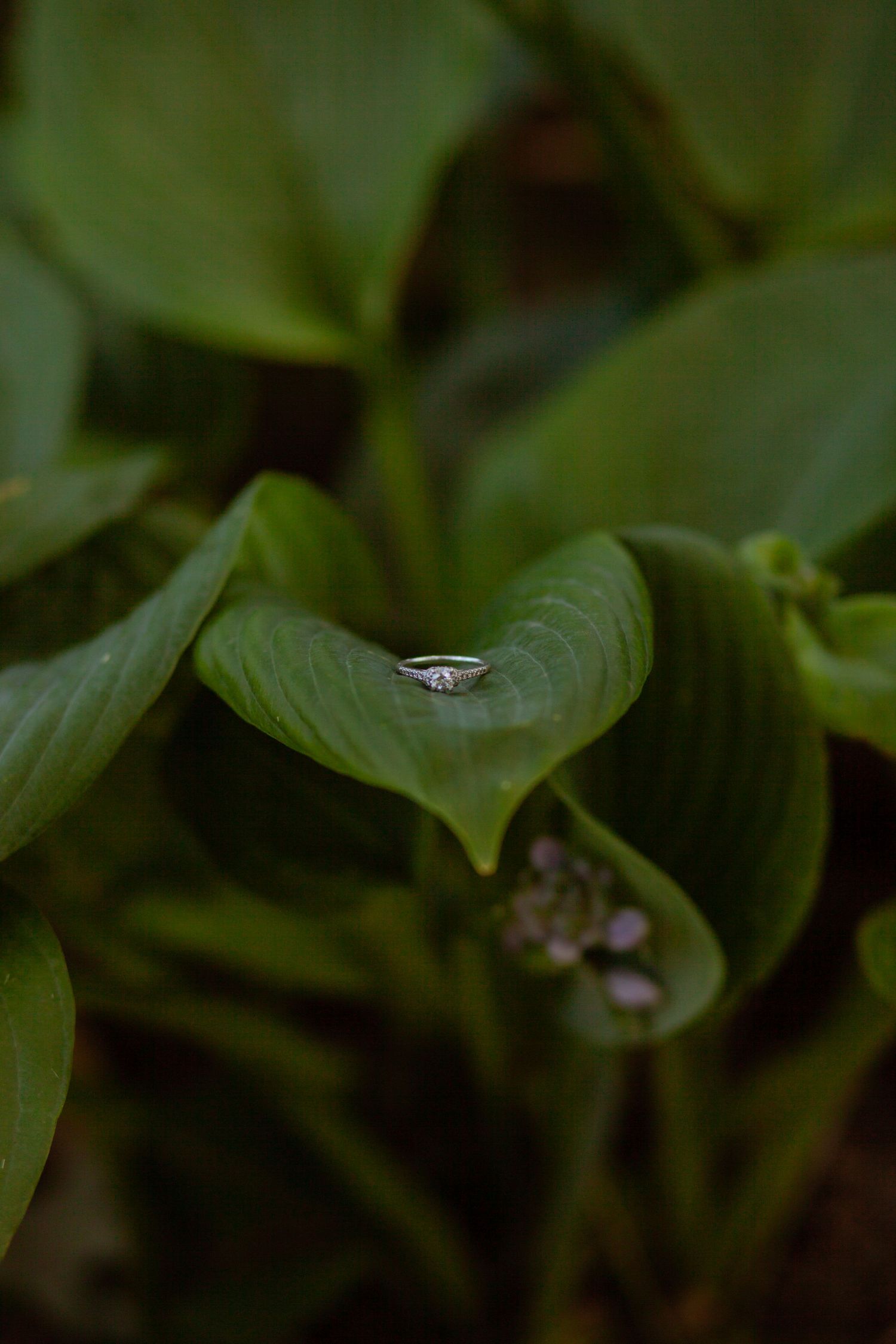Close-up of green leaves with a small ring detail visible.