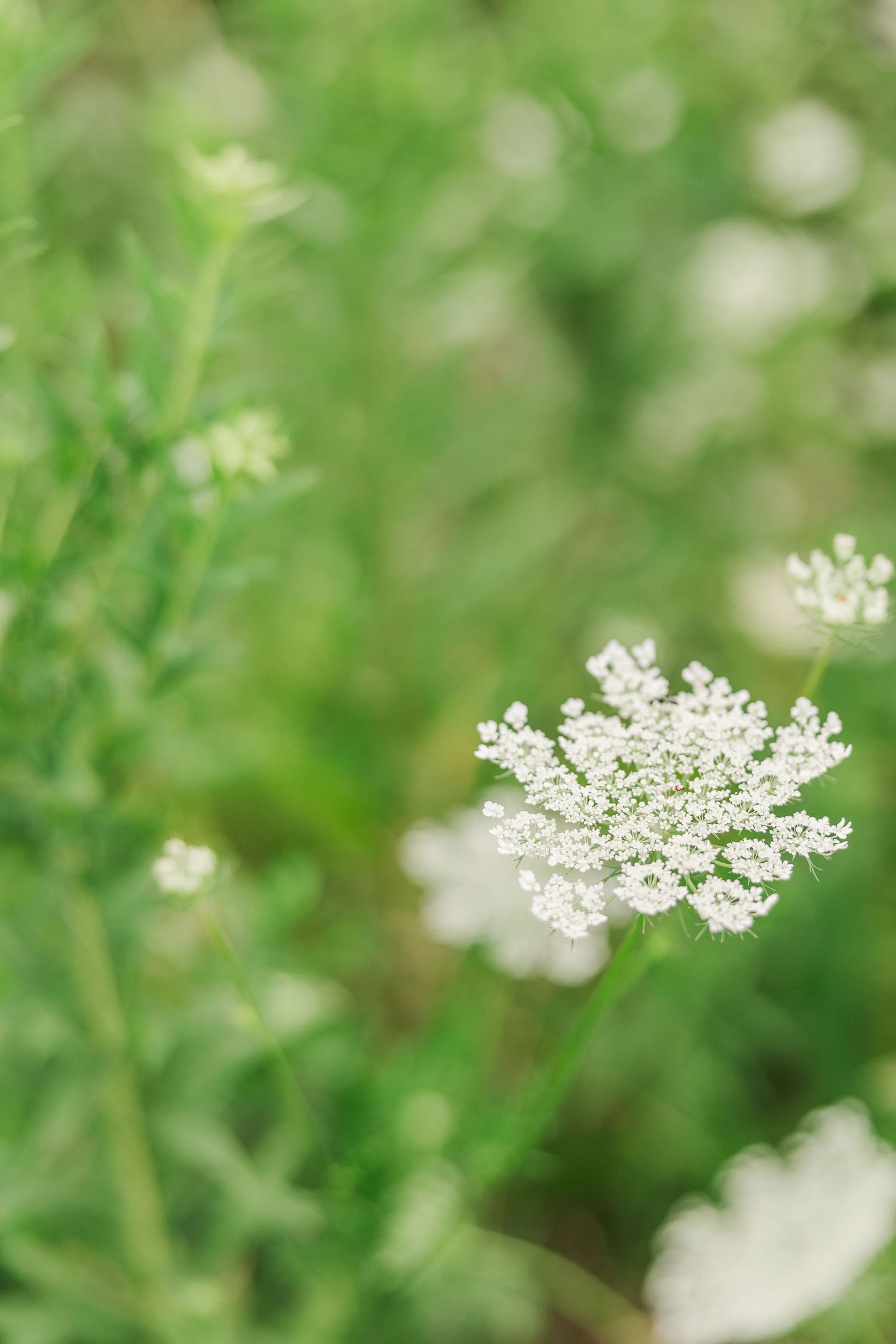 A delicate white Queen Anne's Lace wildflower blooms against a soft green blurred background.