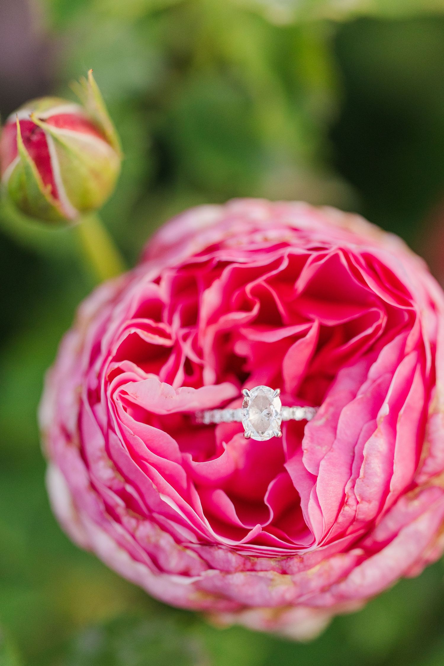 Diamond engagement ring nestled in the center of a blooming pink garden rose.