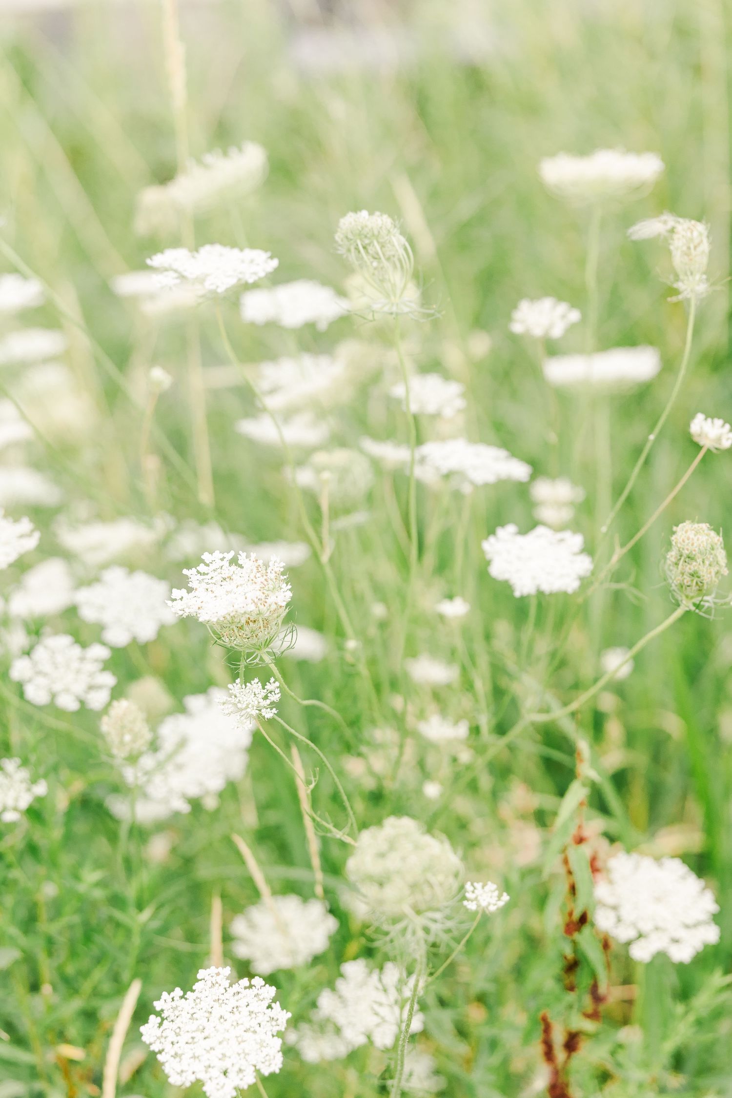 Delicate white Queen Anne's Lace wildflowers blooming in a summer meadow.