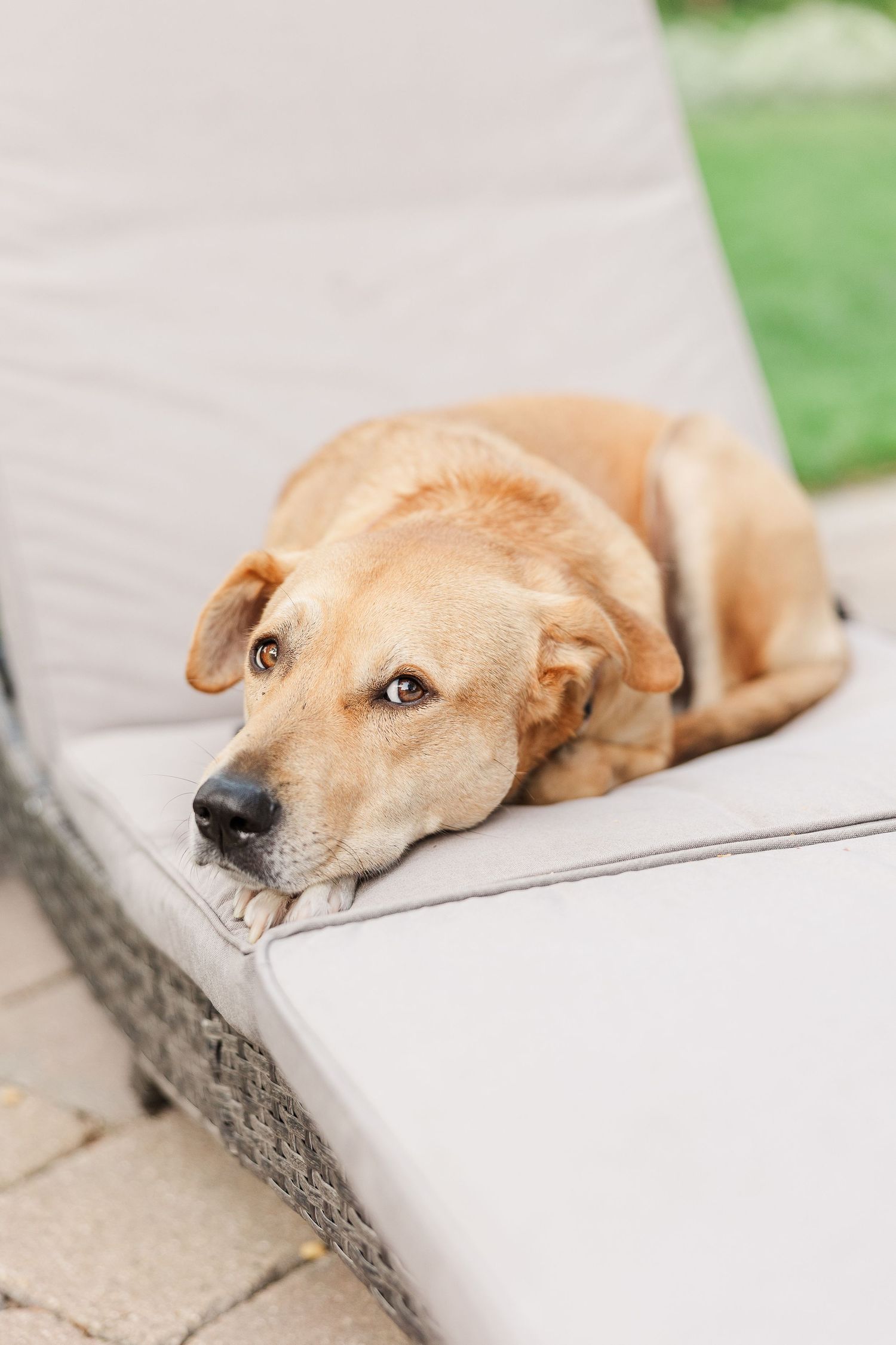 Golden retriever resting peacefully on a beige outdoor lounge chair.