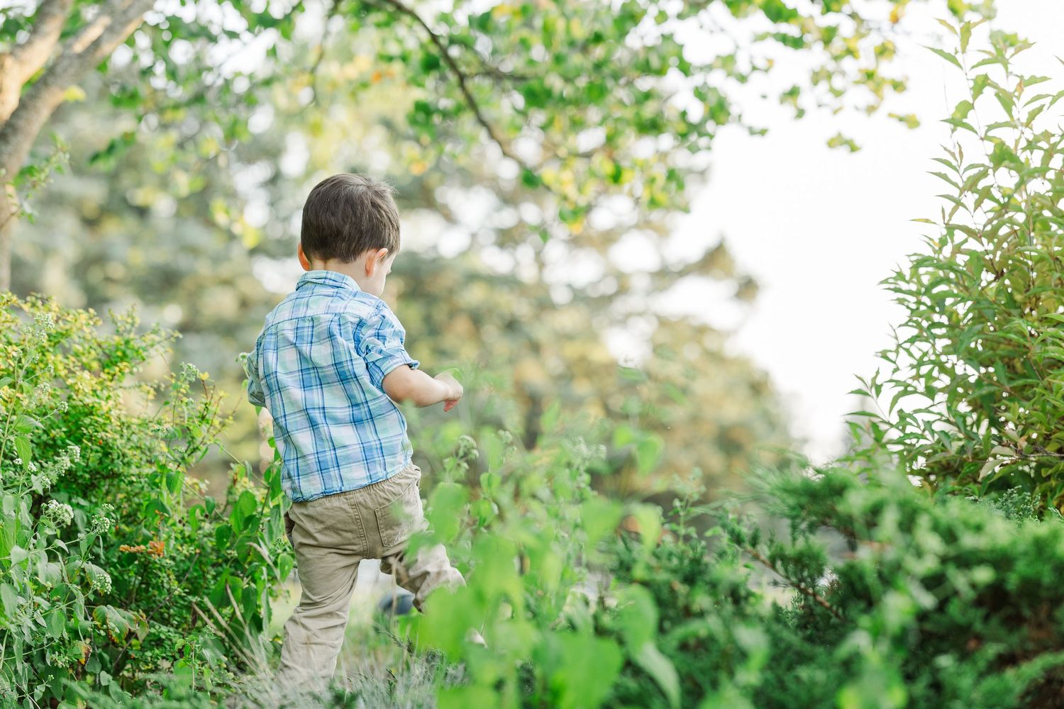 Sorg family portraits at Shamrock Hills Park A toddler in a blue plaid shirt walks through a lush green garden pathway on a sunny day.