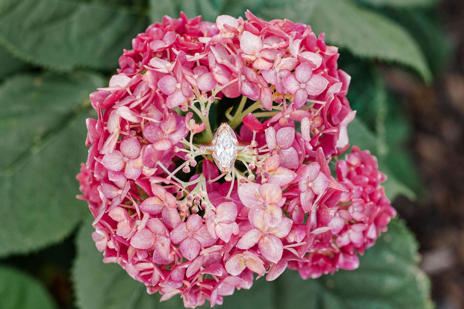 Diamond engagement ring resting on a pink hydrangea bloom surrounded by green leaves.