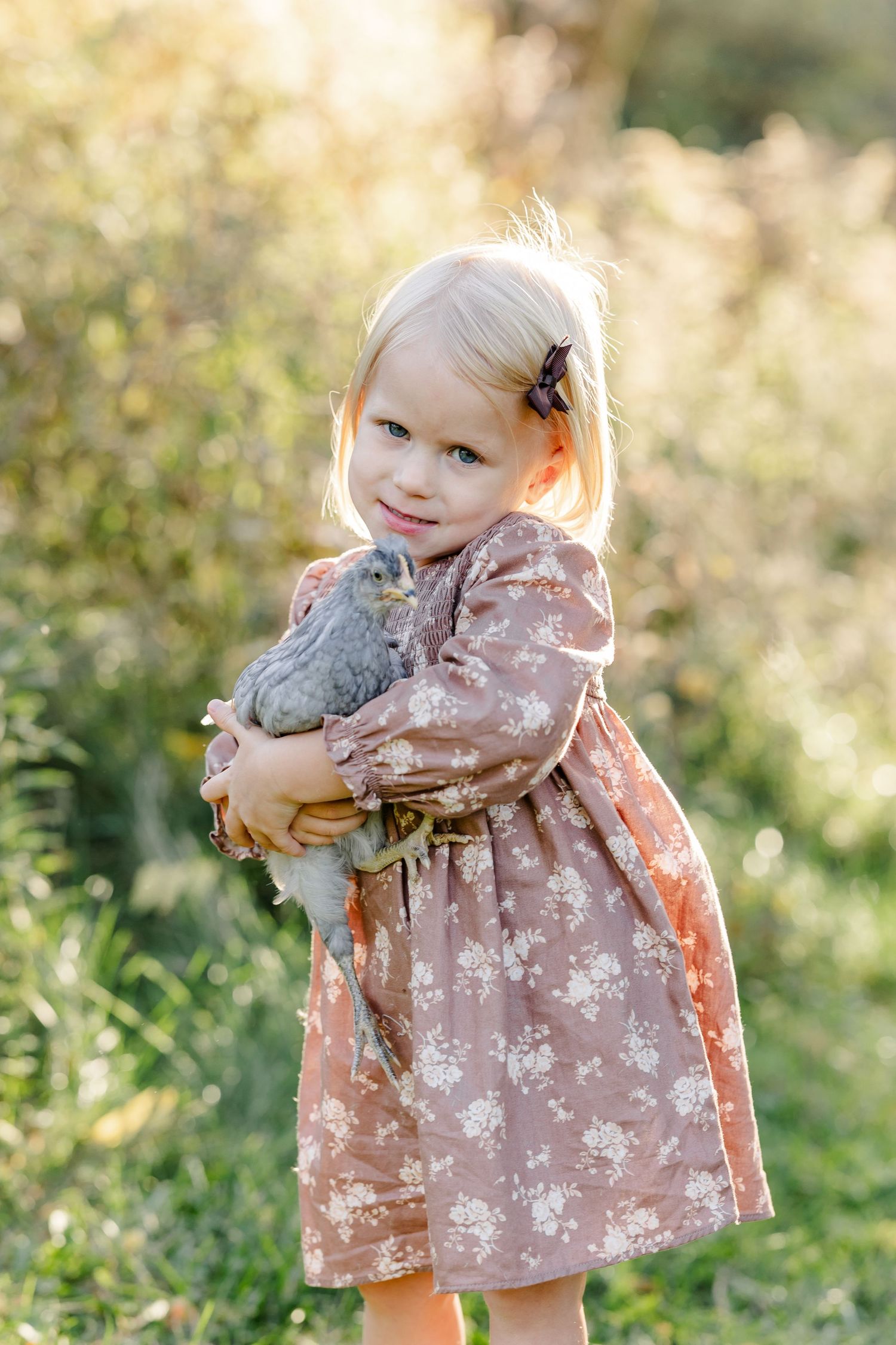 Young girl cuddling a gray chicken during backyard family photos in St. Charles, IL.