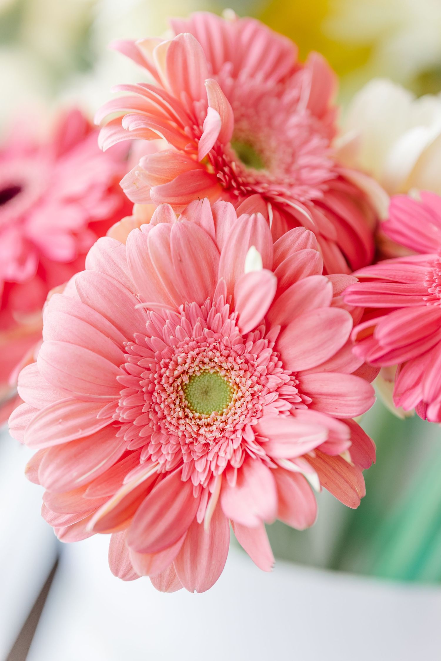 Beautiful pink gerbera daisy flowers in full bloom arranged in a wedding bouquet centerpiece.