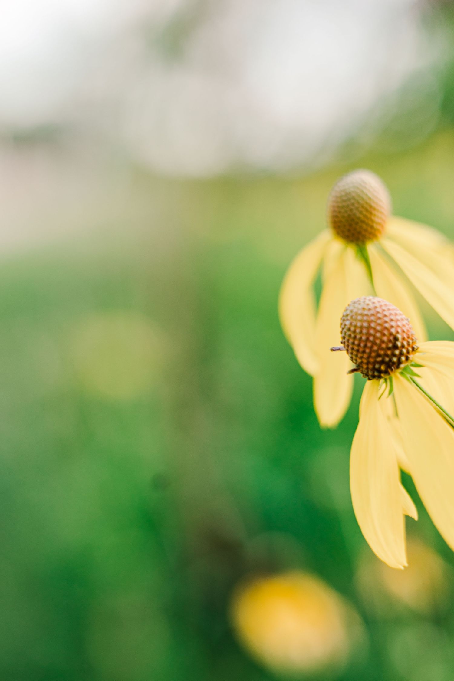 Close-up of a yellow coneflower with blurred green background.
