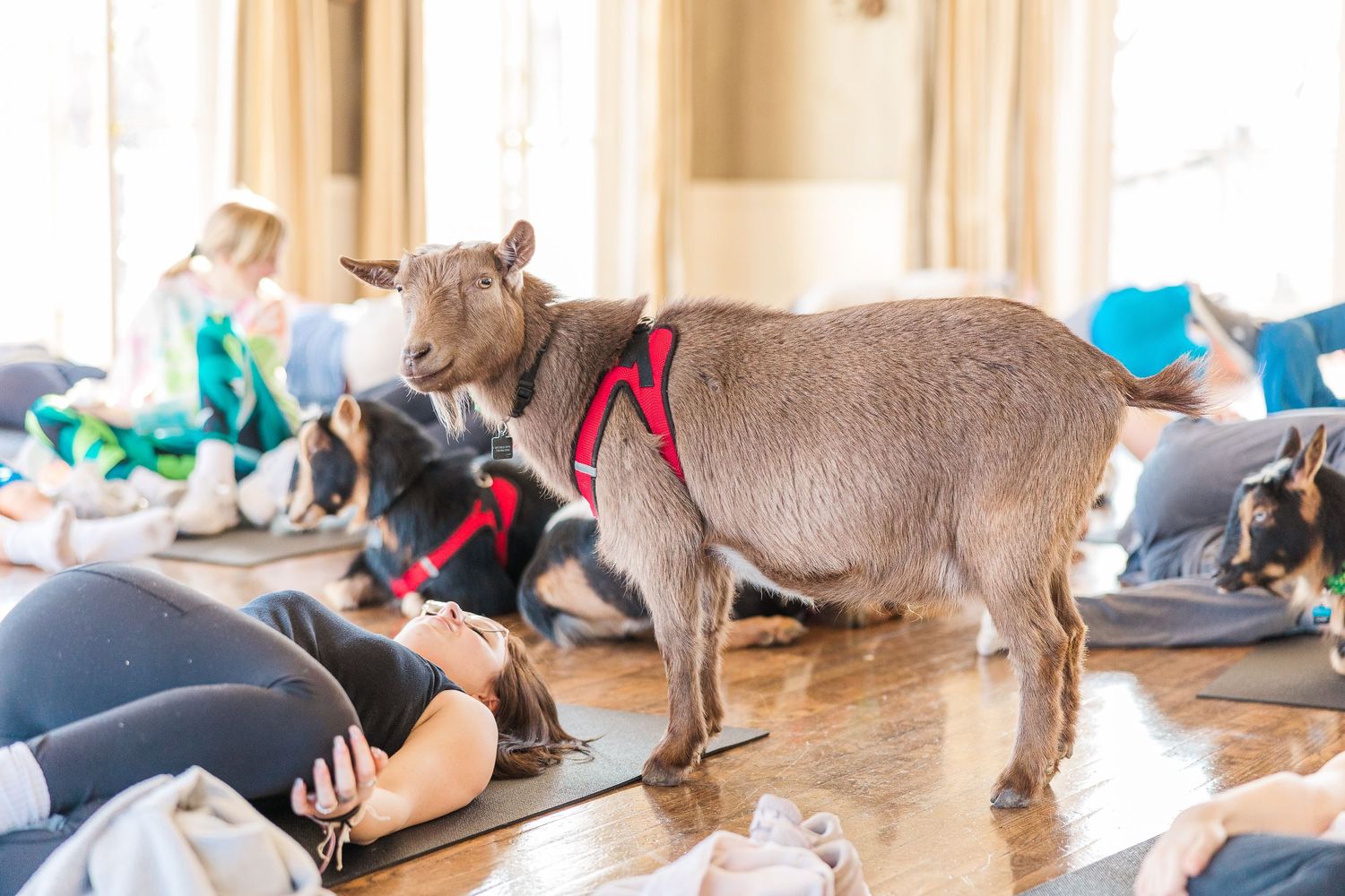 A goat in a red harness wanders between yoga mats during an indoor goat yoga session.