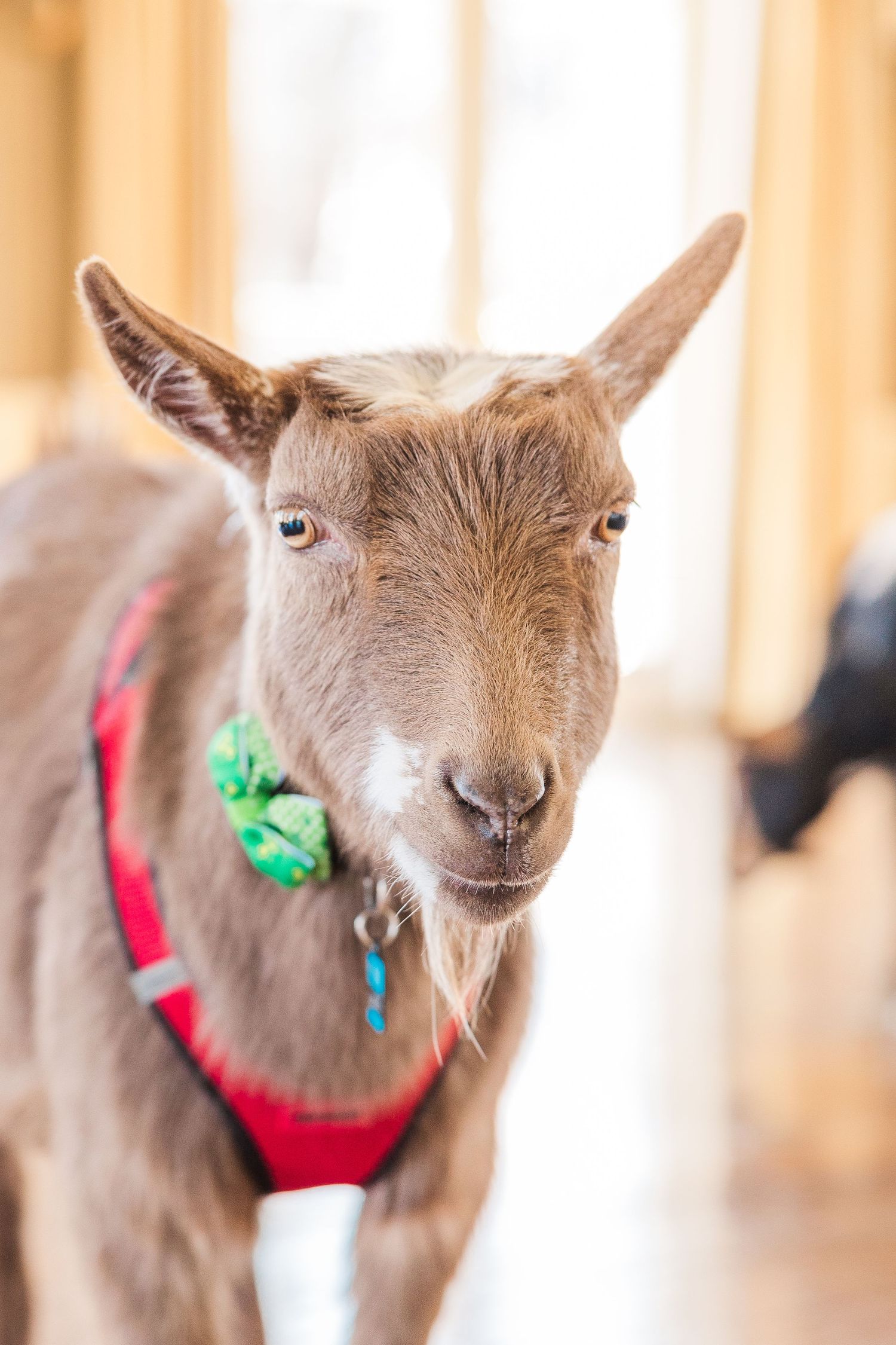 Close-up portrait of a brown goat wearing a red harness and green bow decoration.