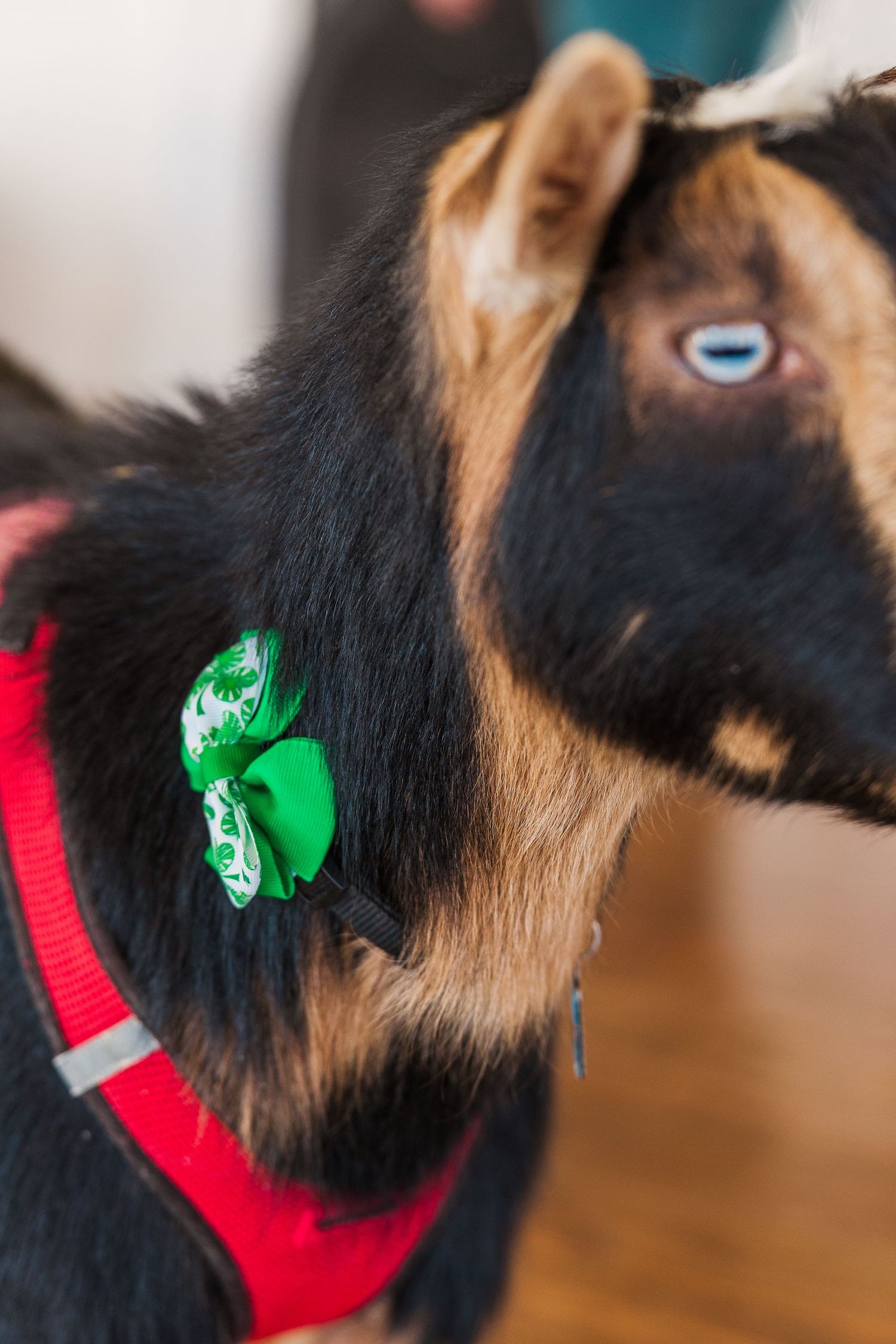 Close-up of a black and tan goat wearing a red harness and green shamrock decoration.
