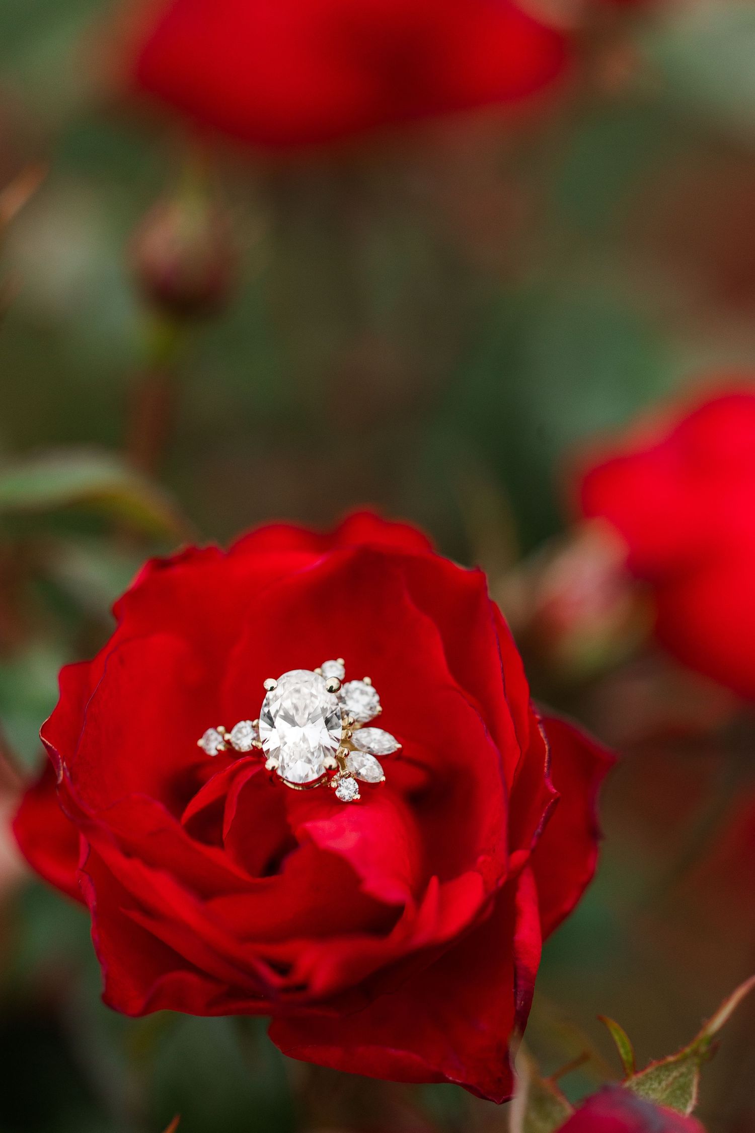 Engagement ring in Red rose in the rose garden at Cantigny park in wheaton IL